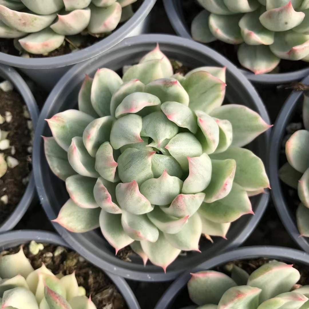 多肉植物 Z1190 ホワイトマリアニシキ 18株 抜き苗 エケベリア セダム