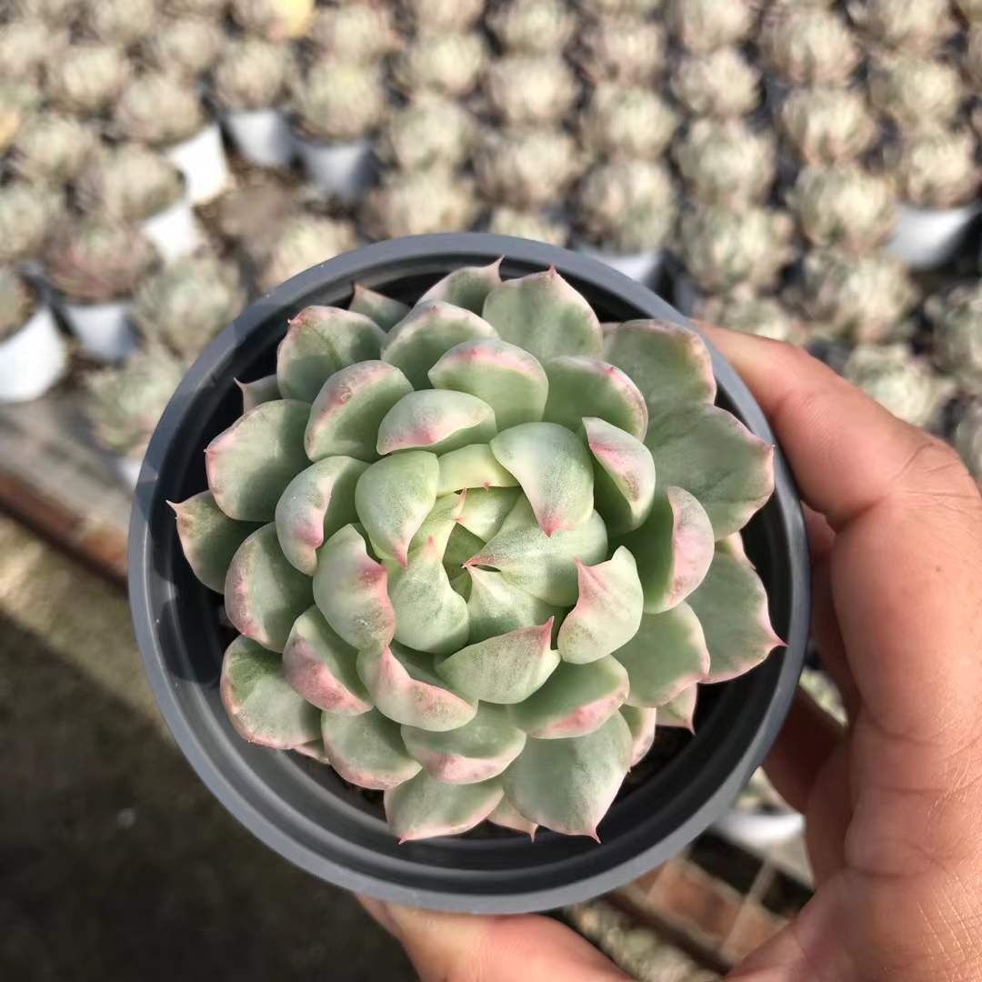 多肉植物 Z1190 ホワイトマリアニシキ 18株 抜き苗 エケベリア セダム