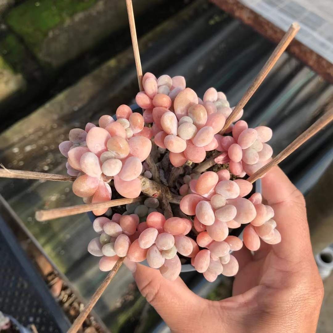 多肉植物 Z1170 キャビア 6株 抜き苗 エケベリア セダム アエオニウム