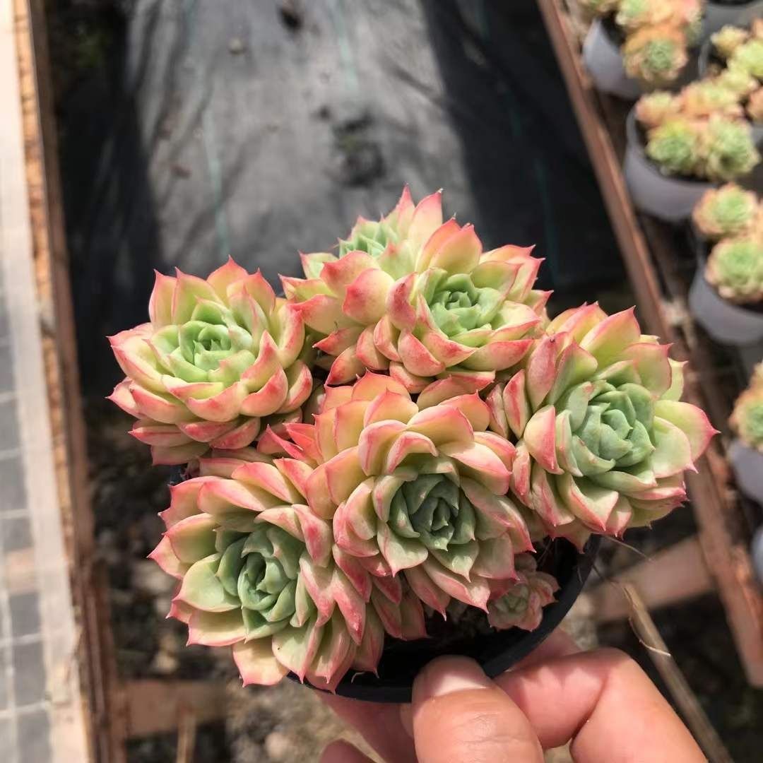 多肉植物 Z1227 サンライムペッパーニシキ 18株 抜き苗 エケベリア