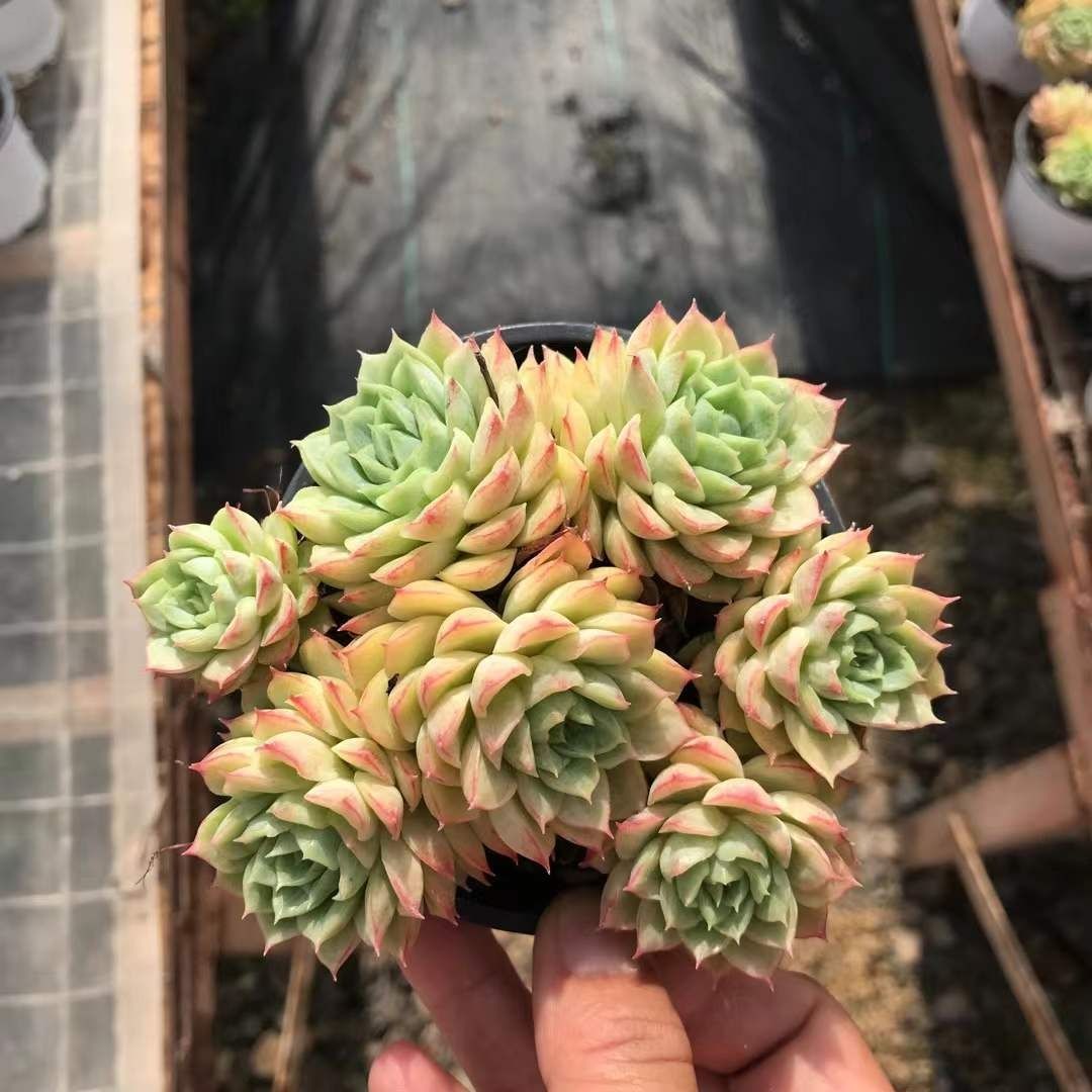 71#多肉植物アエオニウム錦❤️ 女神セッカ ❤️30cm拔き苗 71#多肉植物アエオニウム錦❤️ 女神セッカ ❤️30cm拔き苗 71#多肉植物