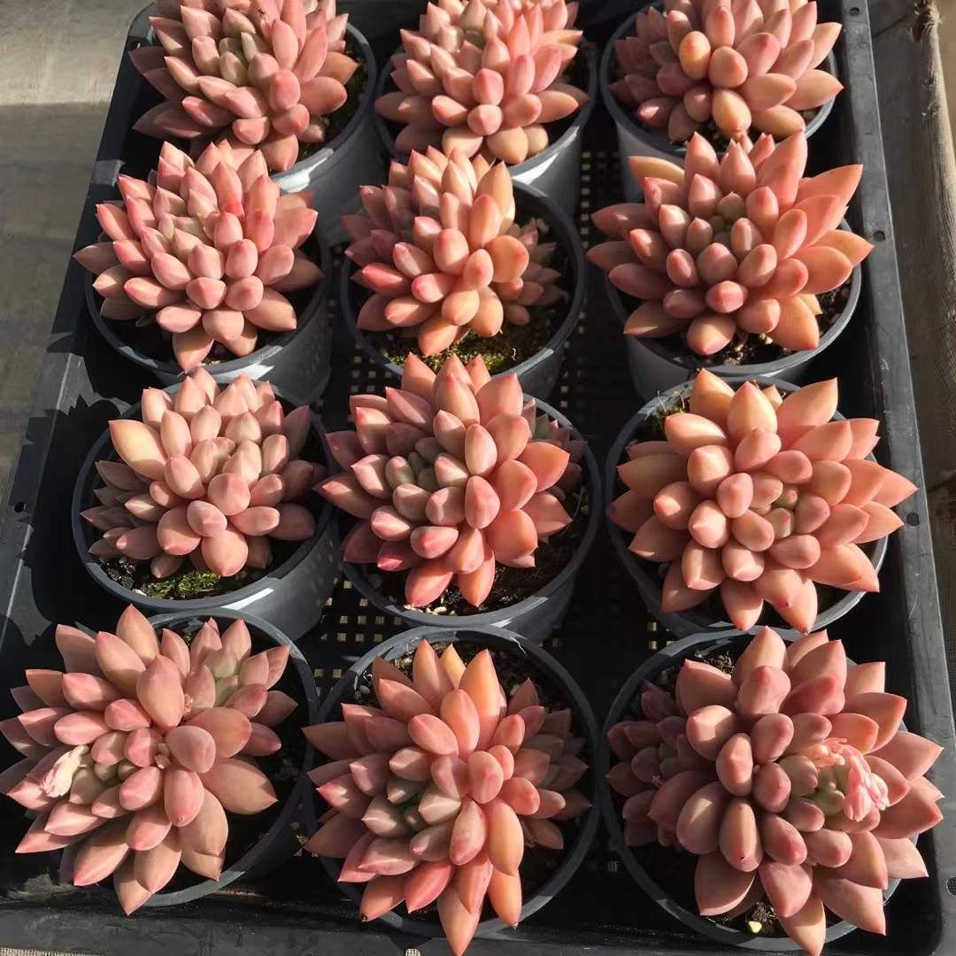 多肉植物 Z1188 ピンクグビジン 18株 抜き苗 エケベリア セダム