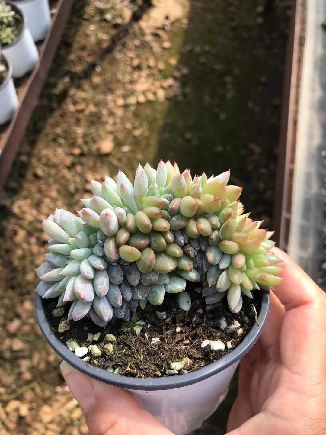 多肉植物 Z1195 マリリンツイ 6株 抜き苗 エケベリア セダム