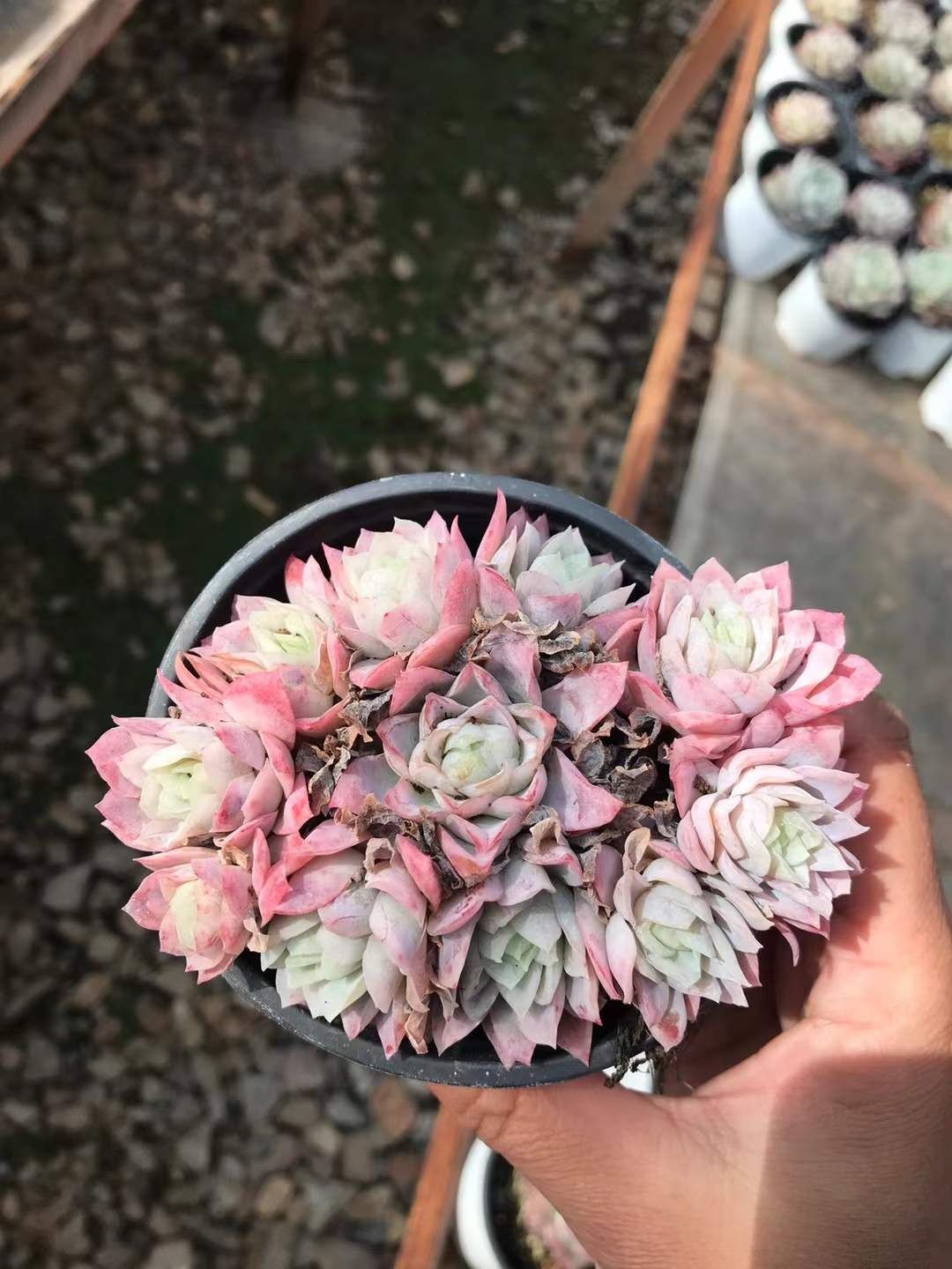 多肉植物 Z1208 クイーンローズニシキ 18株 抜き苗 エケベリア セダム