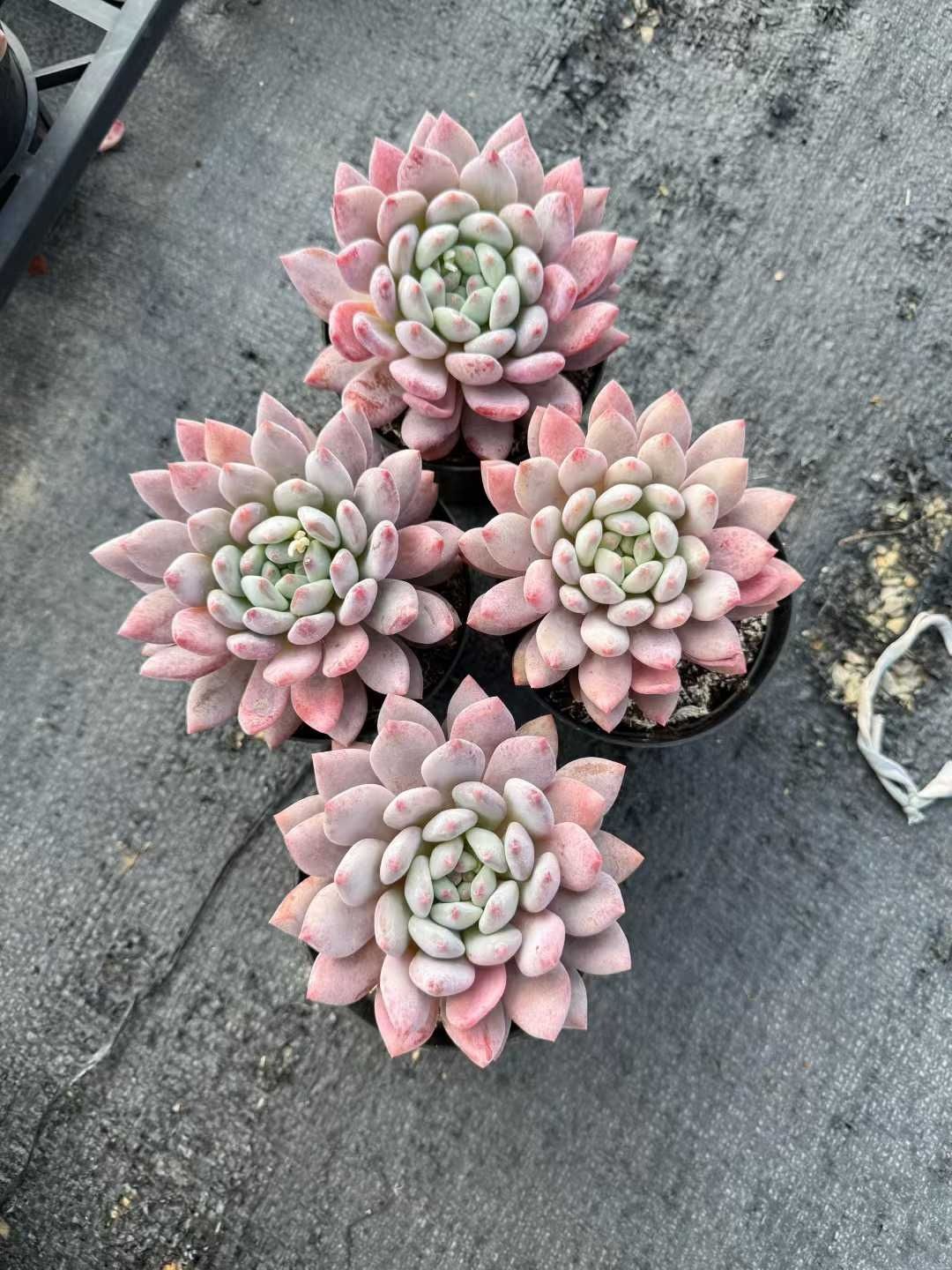 N*y様 M778　キャビア　70株　多肉植物 抜き苗 エケベリア 韓国苗 N*y様 M778 キャビア 70株 多肉植物 抜き苗 エケベリア 韓国苗 N*y様