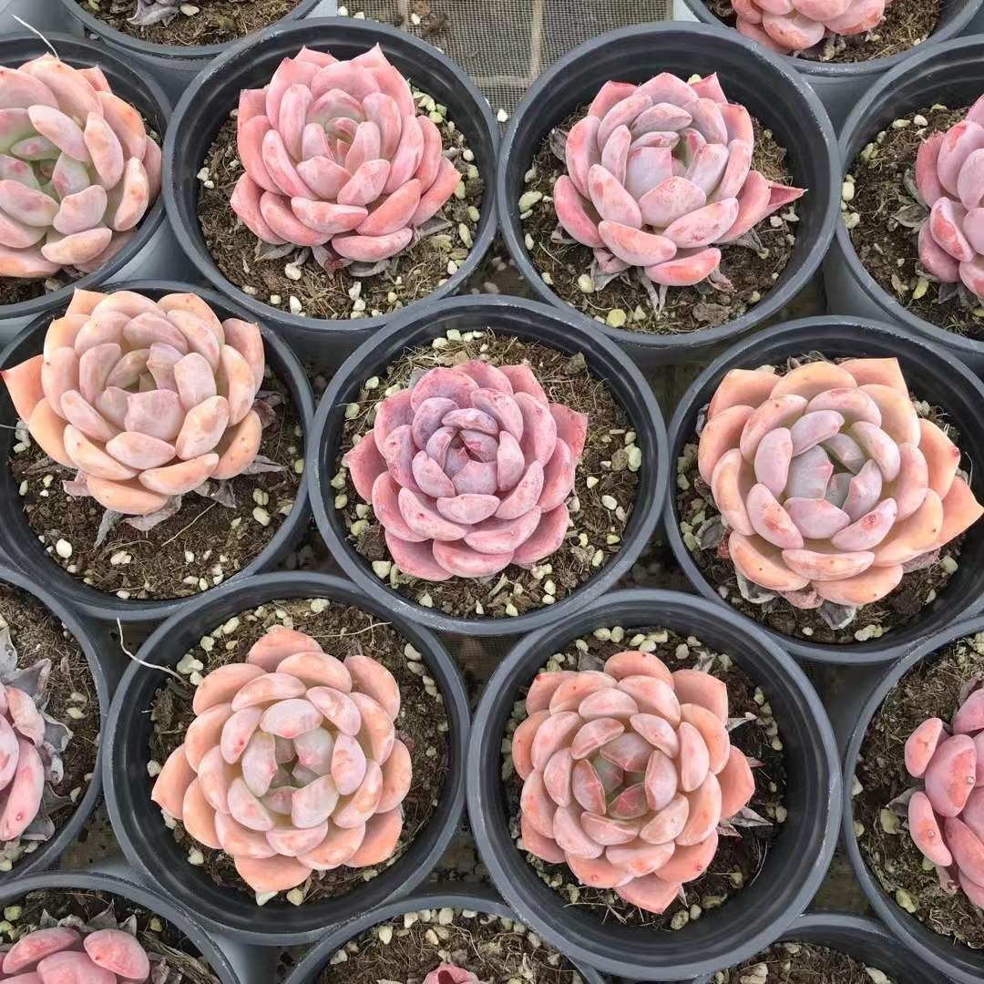 多肉植物 Z1171 ゼリーオレンジ 18株 抜き苗 エケベリア セダム