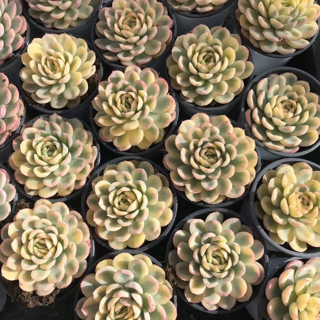 多肉植物 Z1173 ストロベリーアイスニシキ 18株 抜き苗 エケベリア