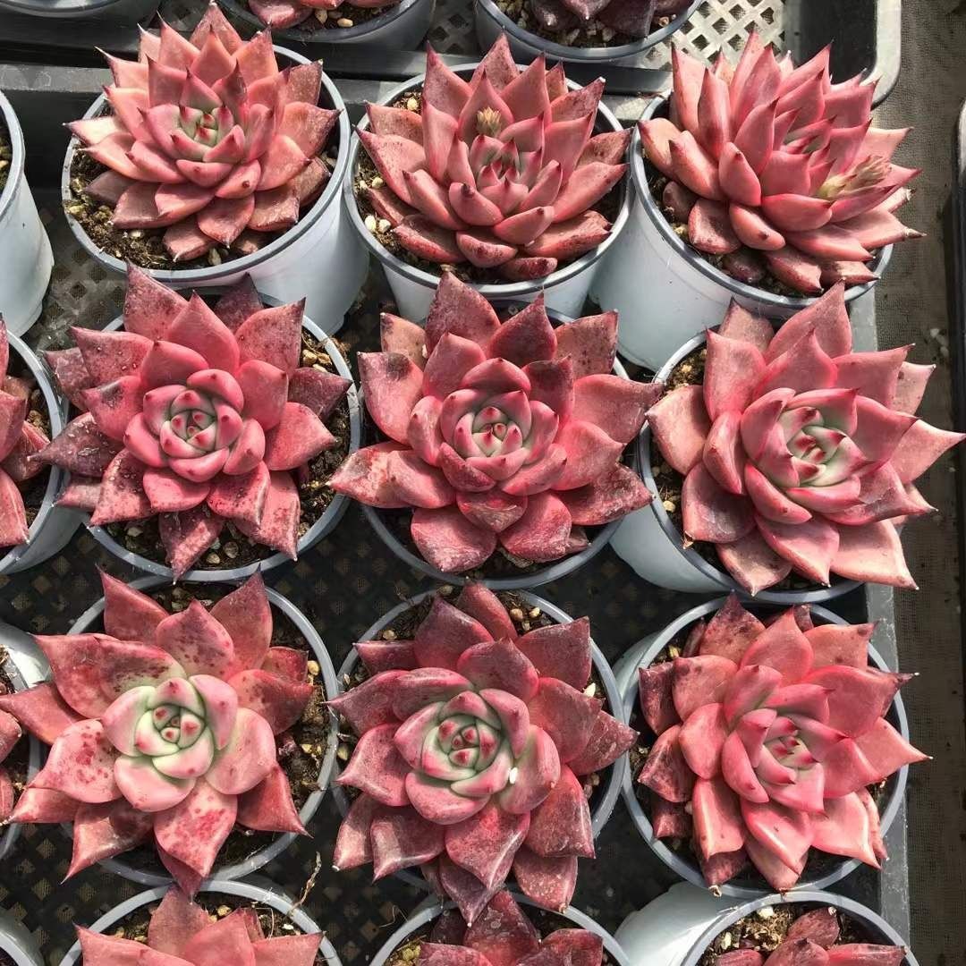 多肉植物 Z1182 ケツラ 18株 抜き苗 エケベリア セダム アエオニウム