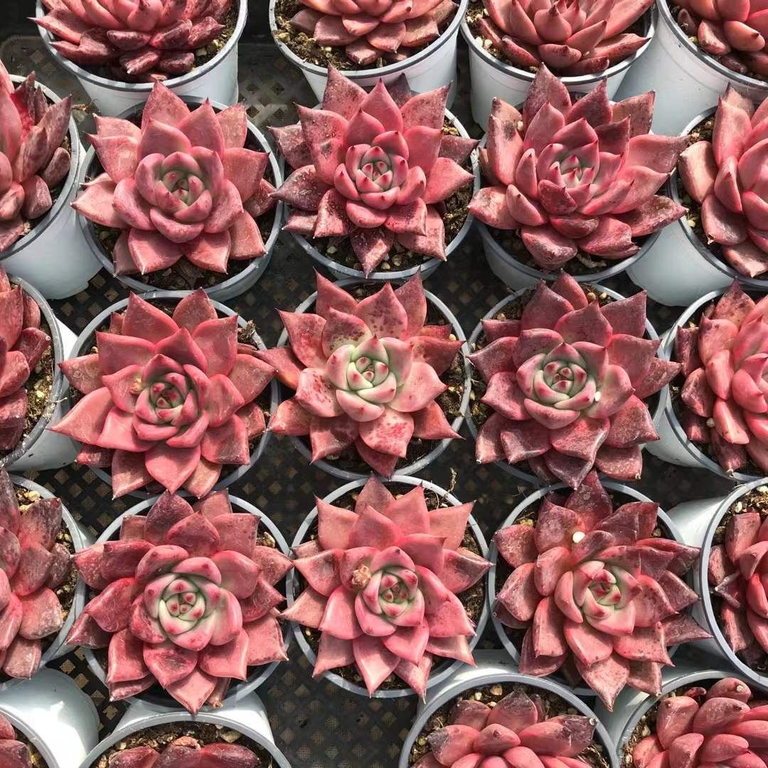 多肉植物 Z1182 ケツラ 18株 抜き苗 エケベリア セダム アエオニウム