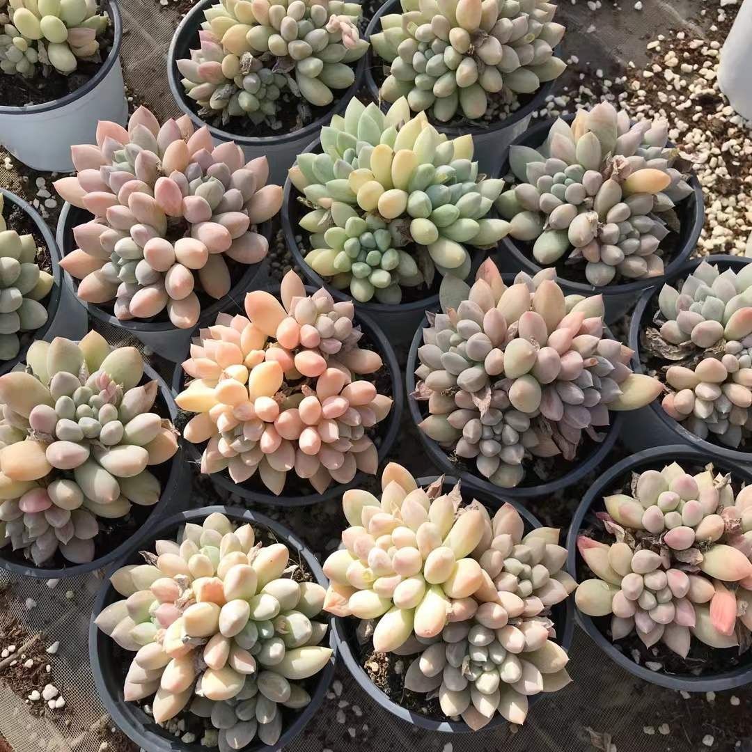 多肉植物 Z1189 ミルクキャンディ 18株 抜き苗 エケベリア セダム