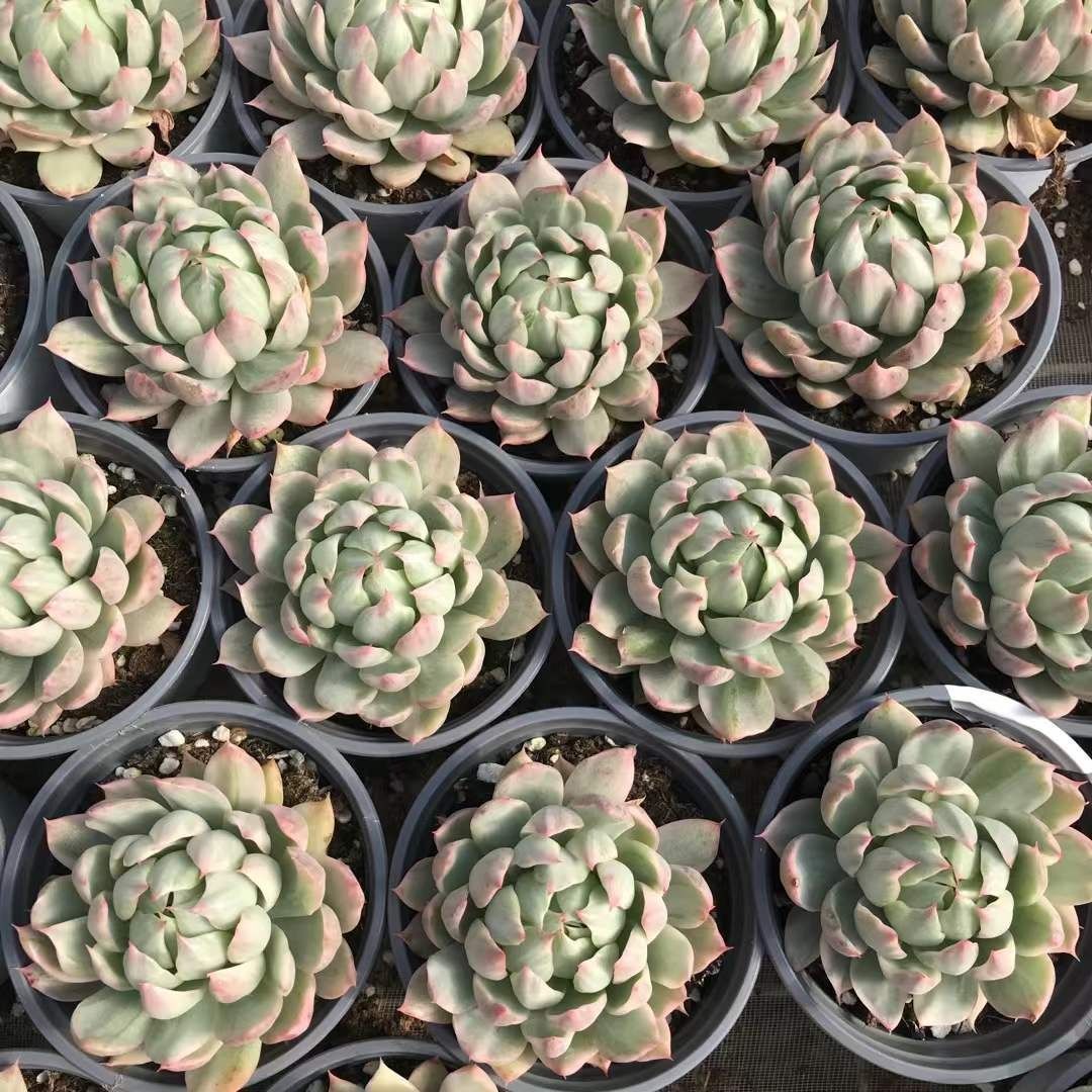 多肉植物 Z1190 ホワイトマリアニシキ 18株 抜き苗 エケベリア セダム