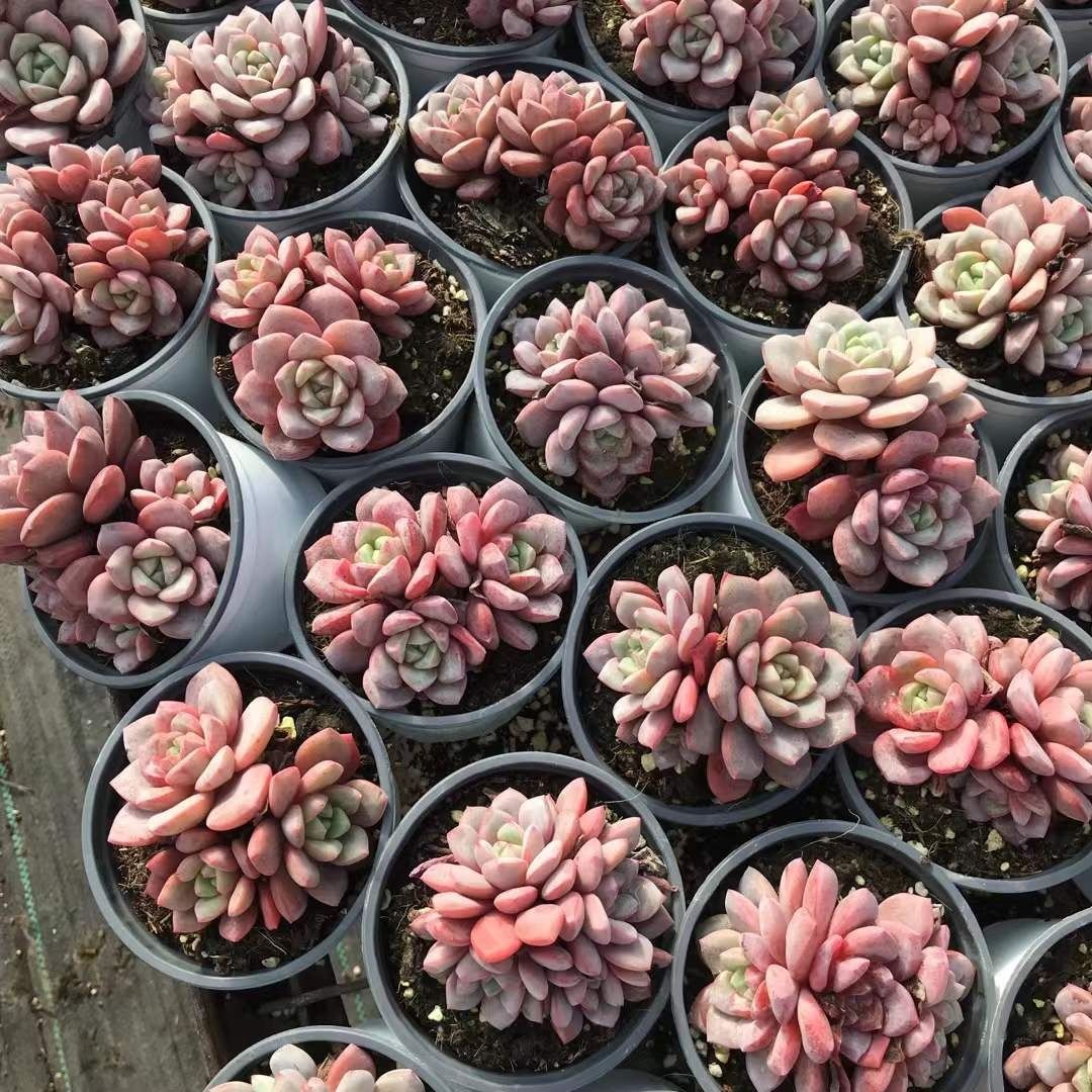 多肉植物　韓国苗　艶姫　抜き苗 ハウス苗❣️艶姫❣️抜き苗❣️ | 多肉植物 南高梅干し ニンニク