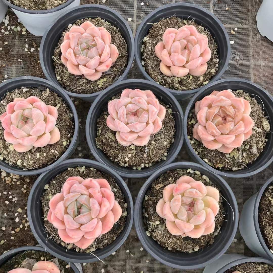 多肉植物 Z1169 コウム 18株 抜き苗 エケベリア セダム アエオニウム