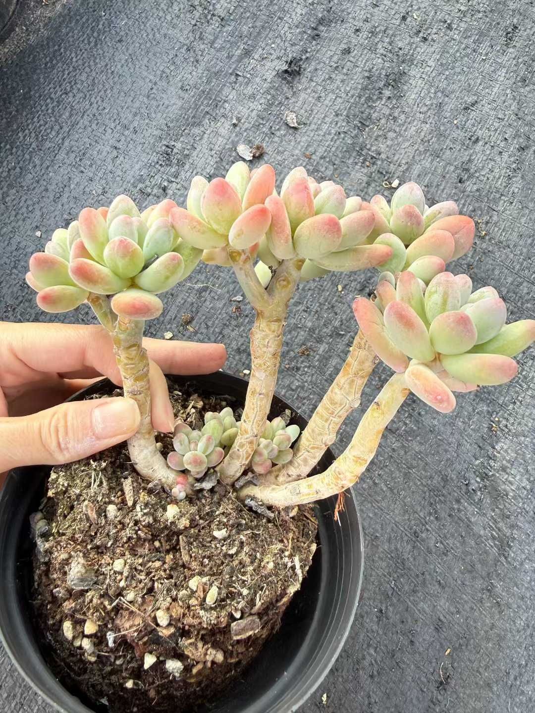 Top【選抜株】17927 アエオニウム　シーキング綴化24個 鉢無し/脱土 多肉植物 Z1116 リンゴビジン 24株 抜き苗 エケベリア セダム