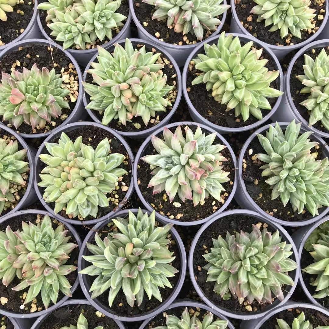 在庫9❣️ファントムビューティー❣️カット苗 ランダム エケベリア 多肉植物 多肉植物 Z1175 ファントムビジン 18株 抜き苗 エケベリア セダム