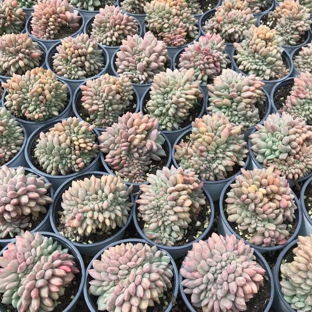 多肉植物 Z1187 リンセツツイ 18株 抜き苗 エケベリア セダム