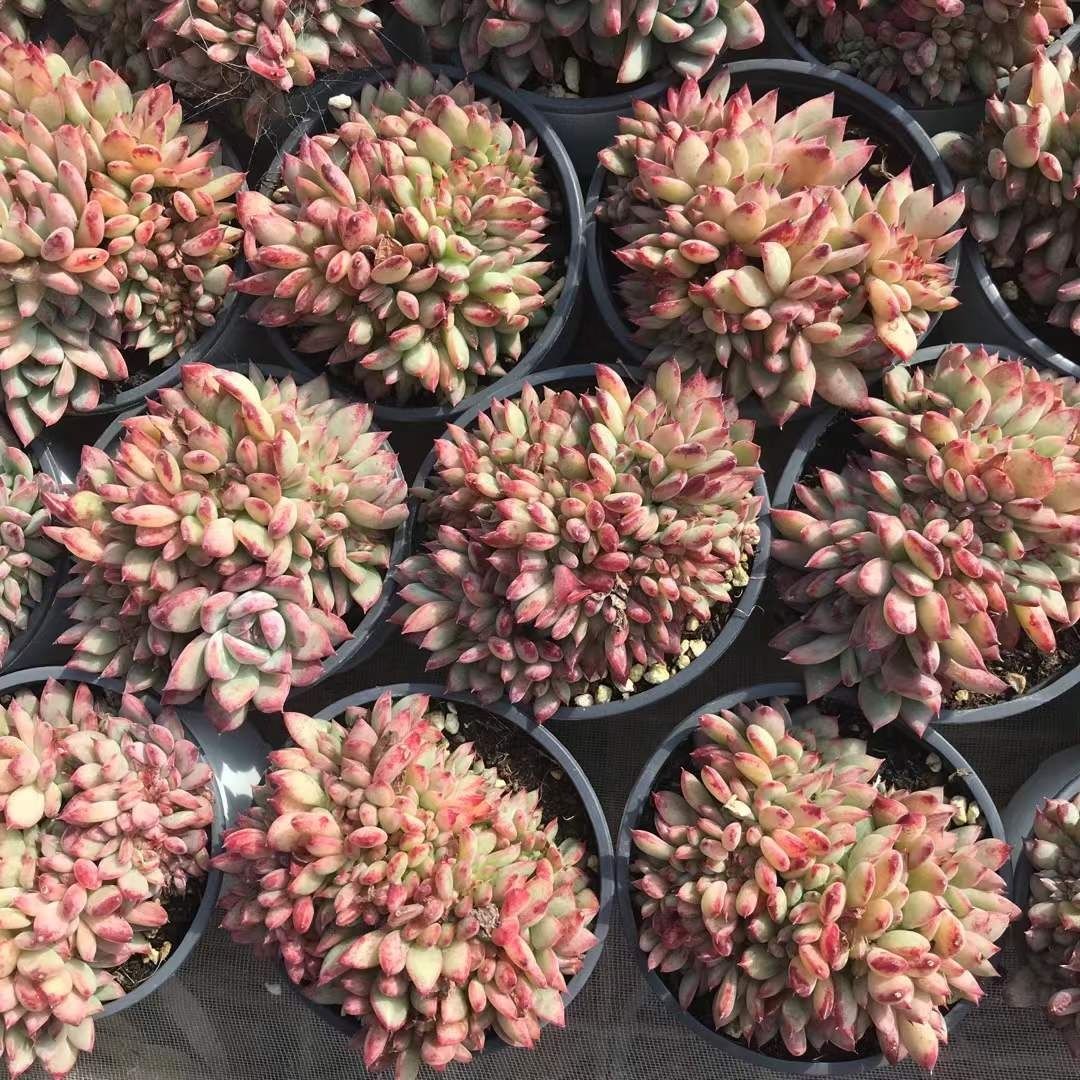 Top【選抜株】　多肉植物　22314レッド・レパード21個　鉢無し/脱土 多肉植物 Z1202 レッドザトウツイカ 18株 抜き苗 エケベリア セダム