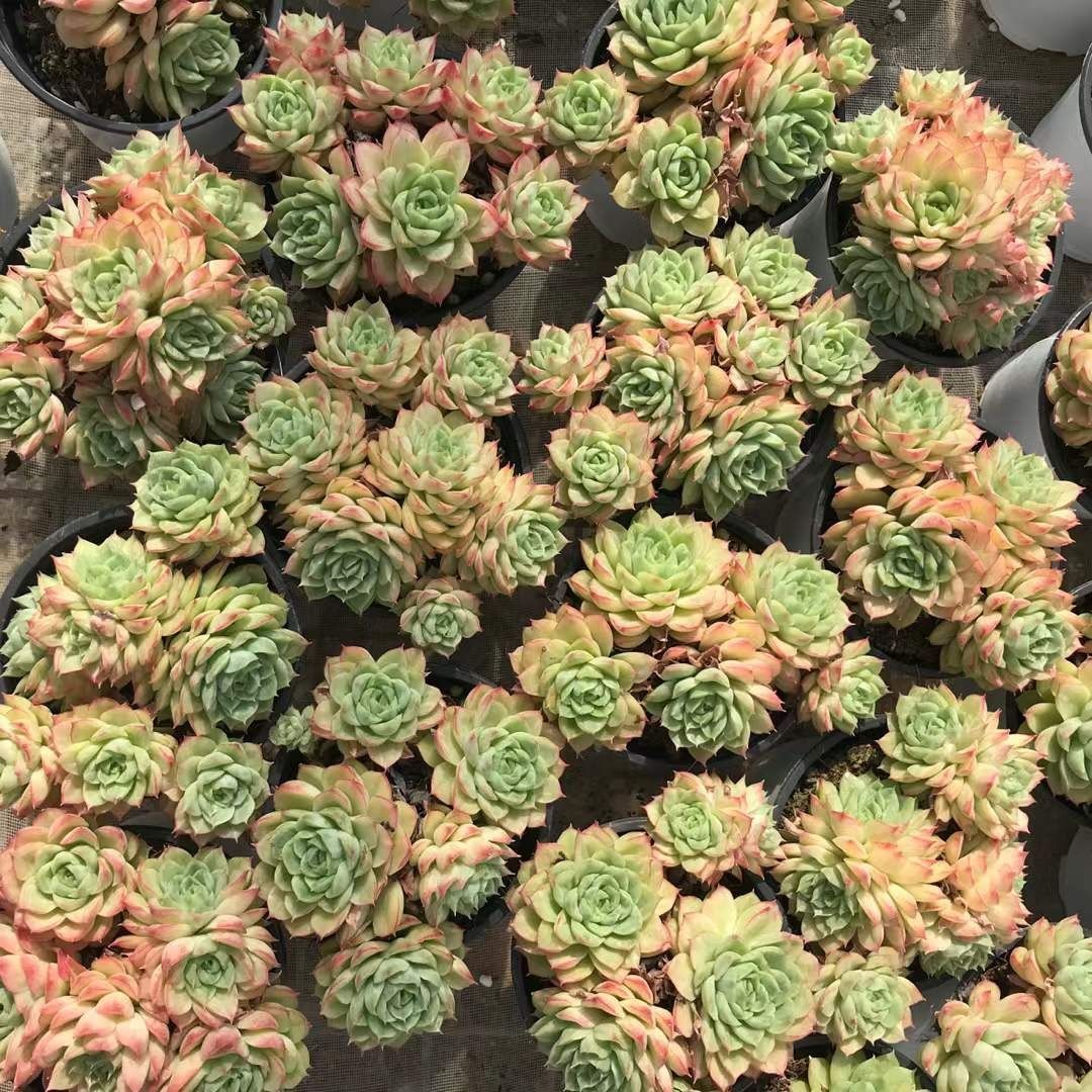 多肉植物 Z1227 サンライムペッパーニシキ 18株 抜き苗 エケベリア