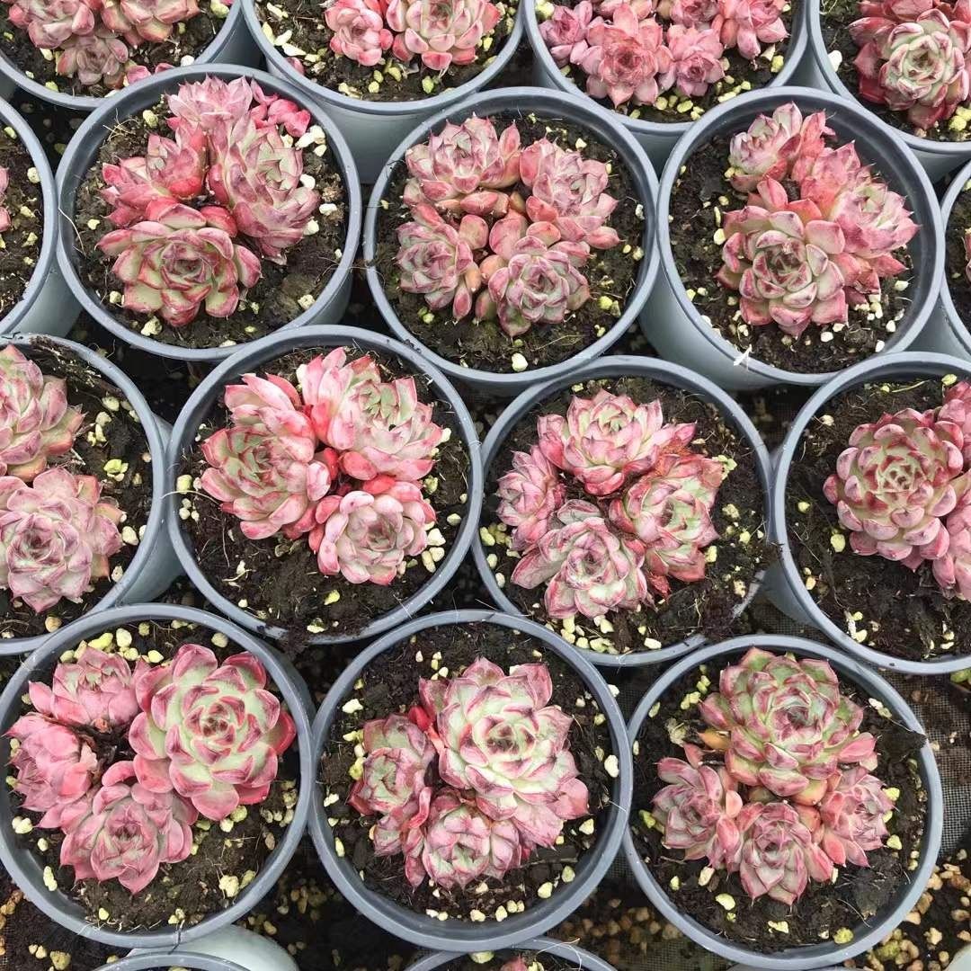 多肉植物　韓国苗　シムランス　抜き苗 シムランス エケベリア 抜き苗 多肉植物 美苗 - メルカリ