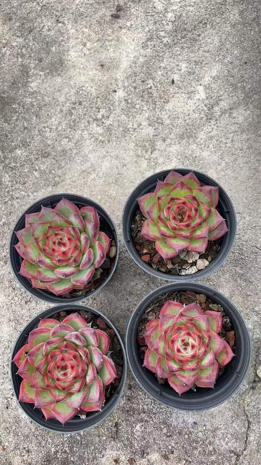 多肉植物 Z1097 エジプトタワー 24株 抜き苗 エケベリア セダム