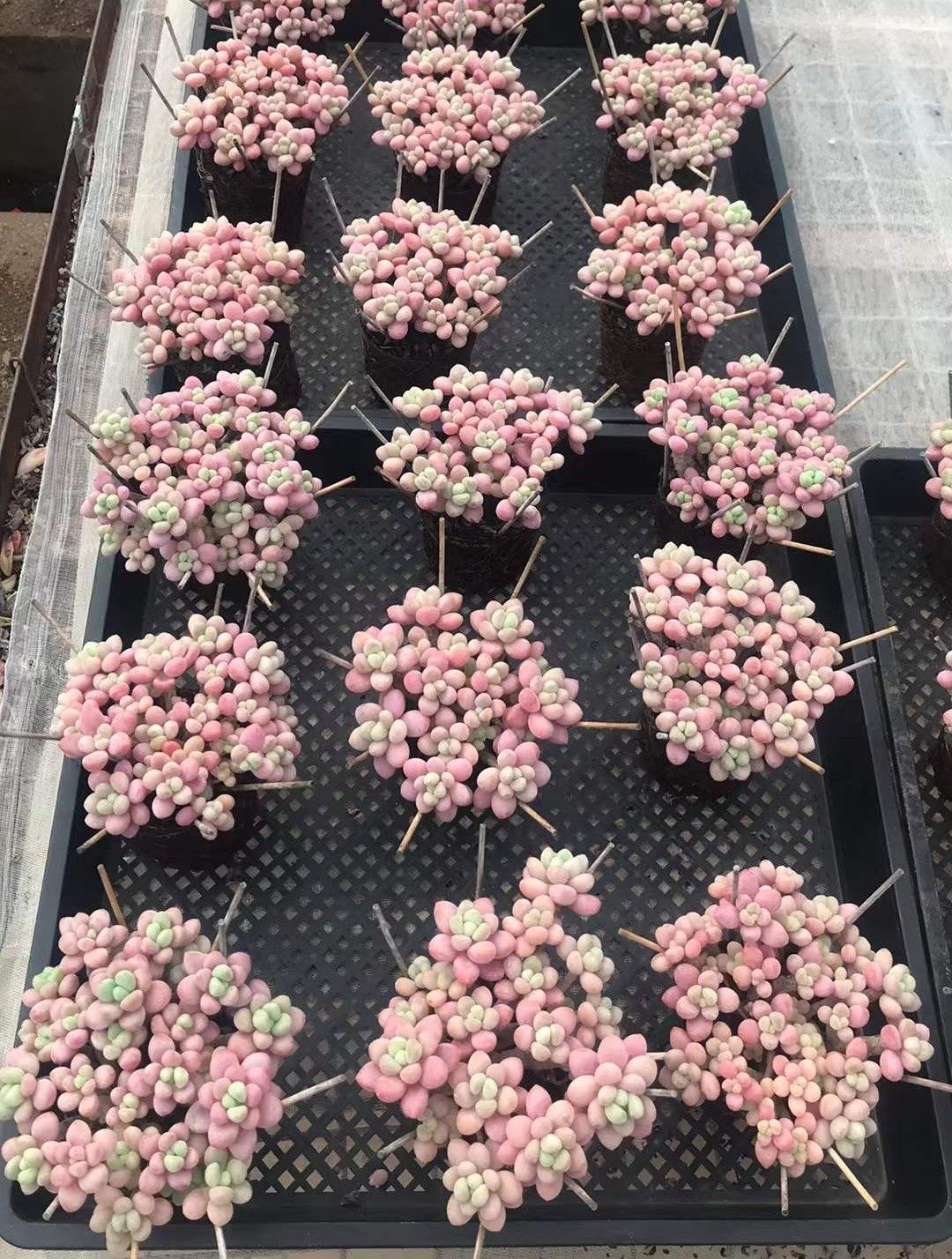 多肉植物 Z1170 キャビア 6株 抜き苗 エケベリア セダム アエオニウム