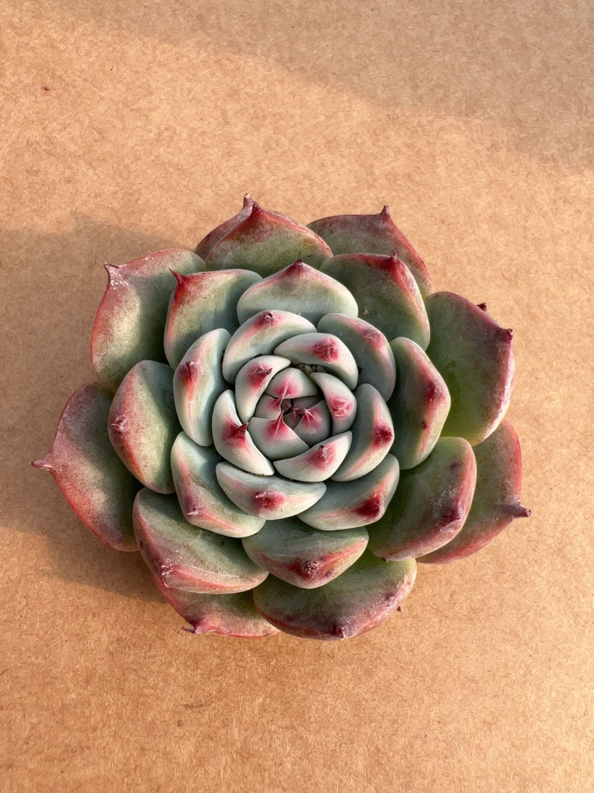 50株の抜き苗セット】チワワ 多肉植物 佐川急便発送 エケベリア 韓国苗