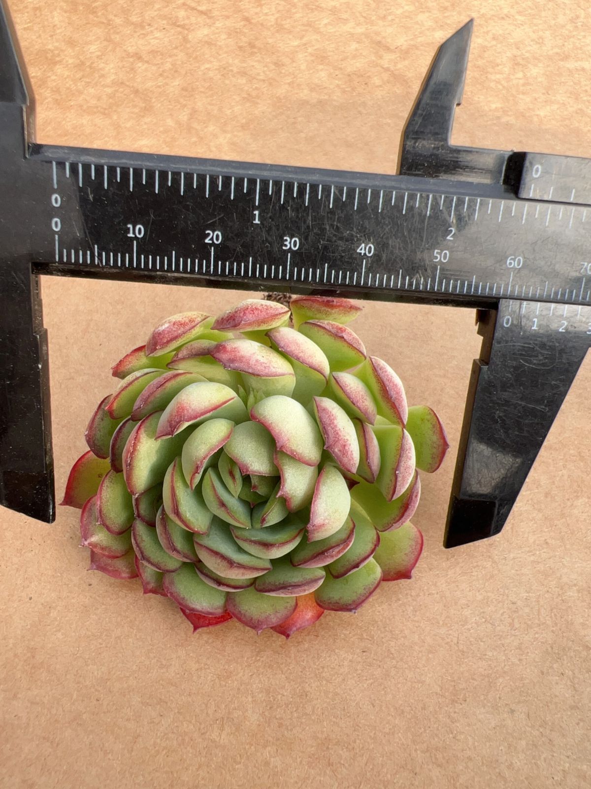 50株の抜き苗セット】ドリームローズ 多肉植物 佐川急便発送