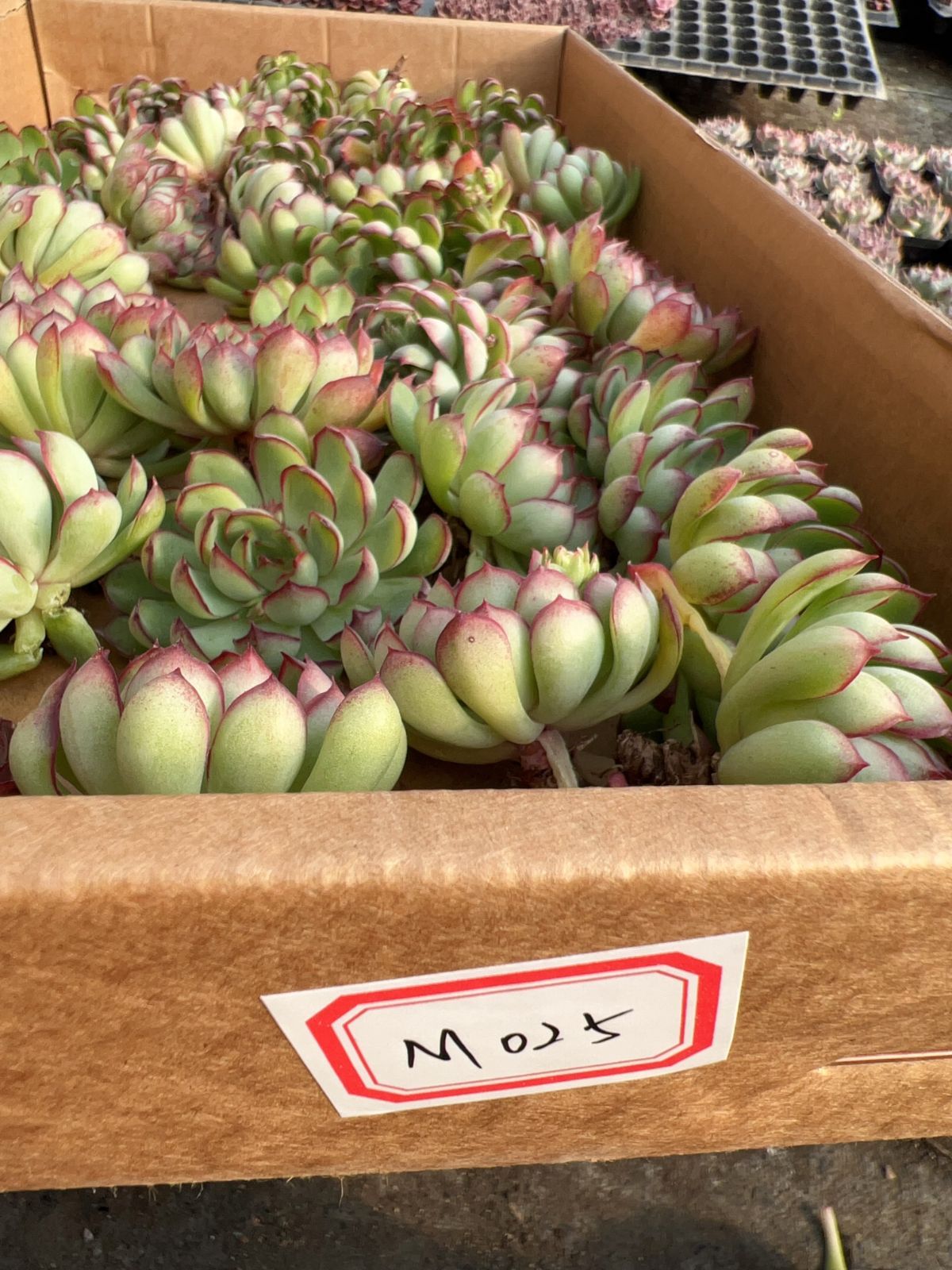 50株の抜き苗セット】ドリームローズ 多肉植物 佐川急便発送