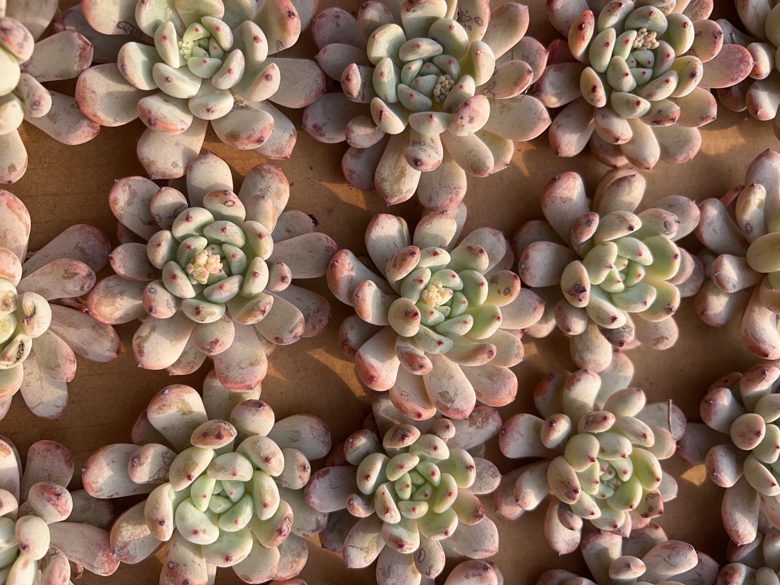 50株の抜き苗セット】スノーのツメ 多肉植物 佐川急便発送 エケベリア