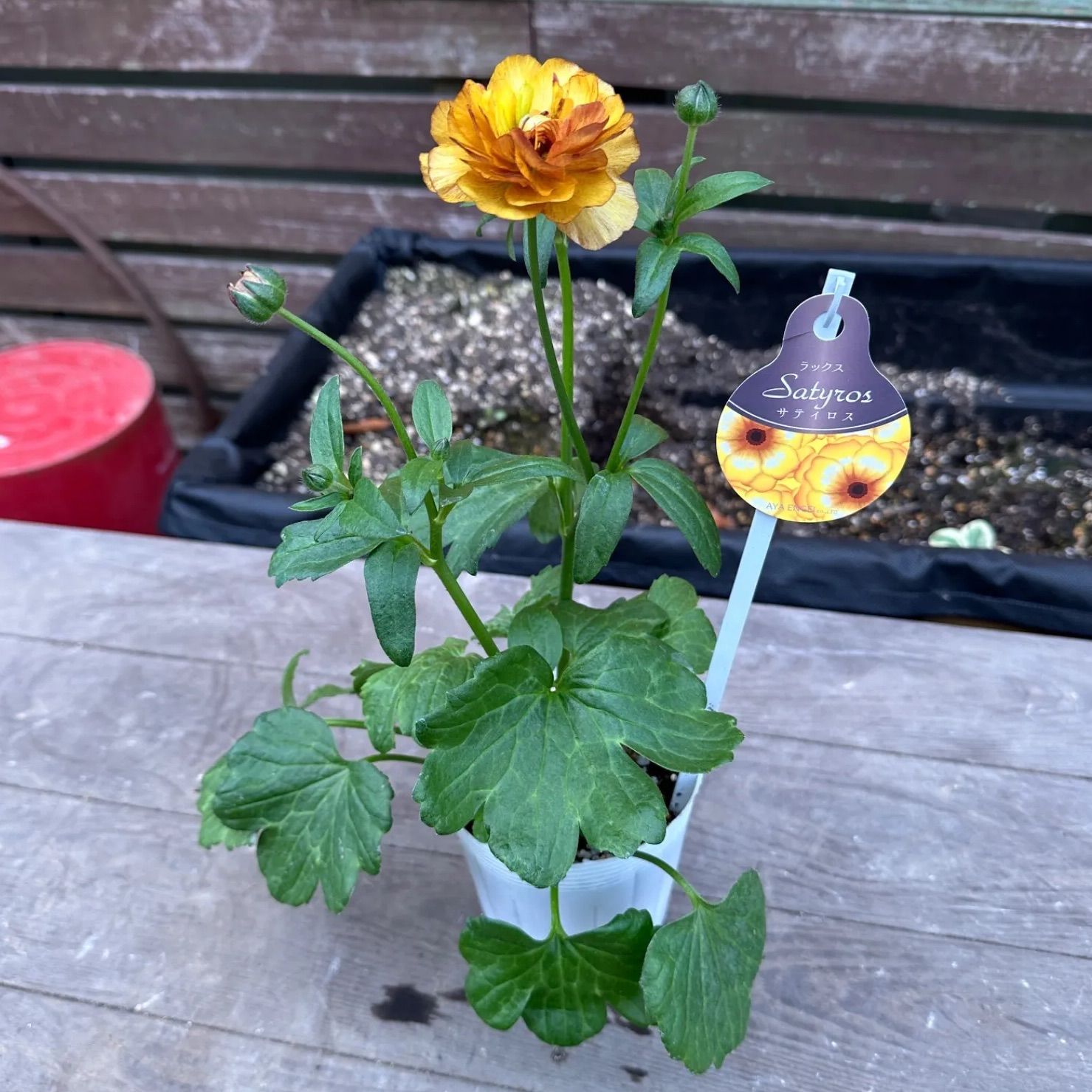 現品】① ラナンキュラス ラックス サティロス 3号ポット 花苗 - メルカリ