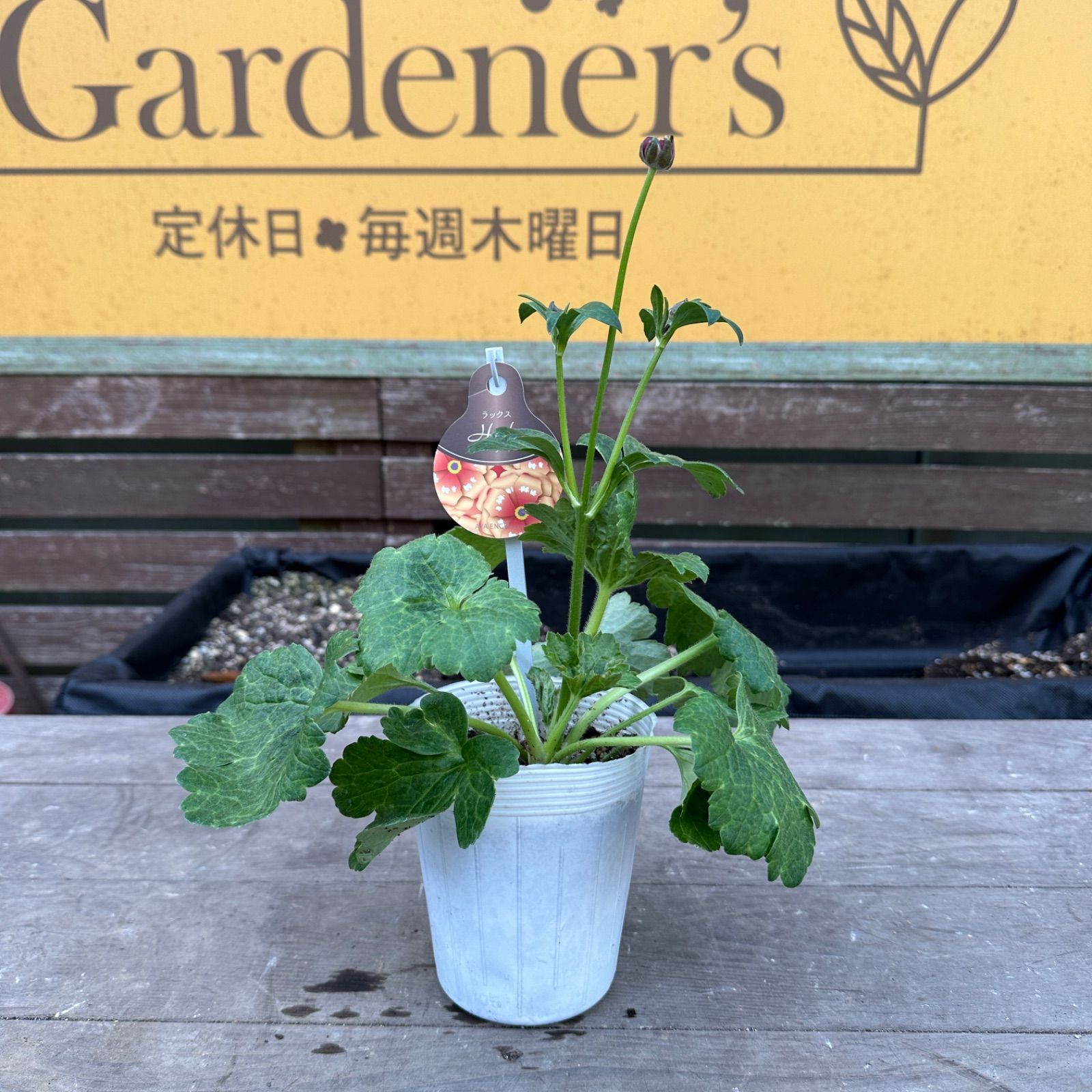 ラナンキュラス ラックス開花3苗セット 現品】① ラナンキュラス ラックス ハデス 3号ポット 花苗 開花前