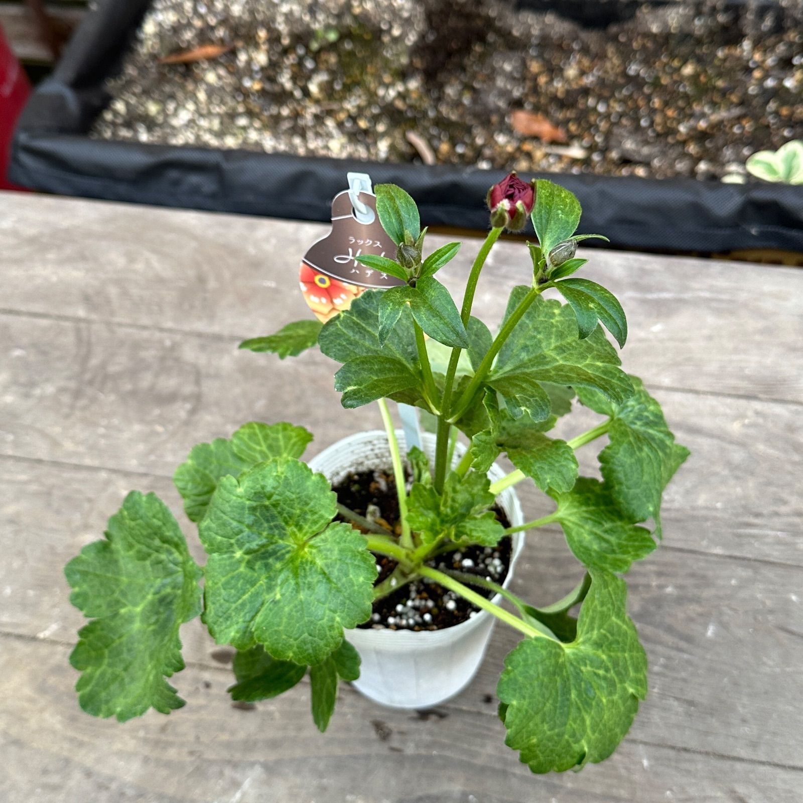 現品】① ラナンキュラス ラックス ハデス 3号ポット 花苗 開花前