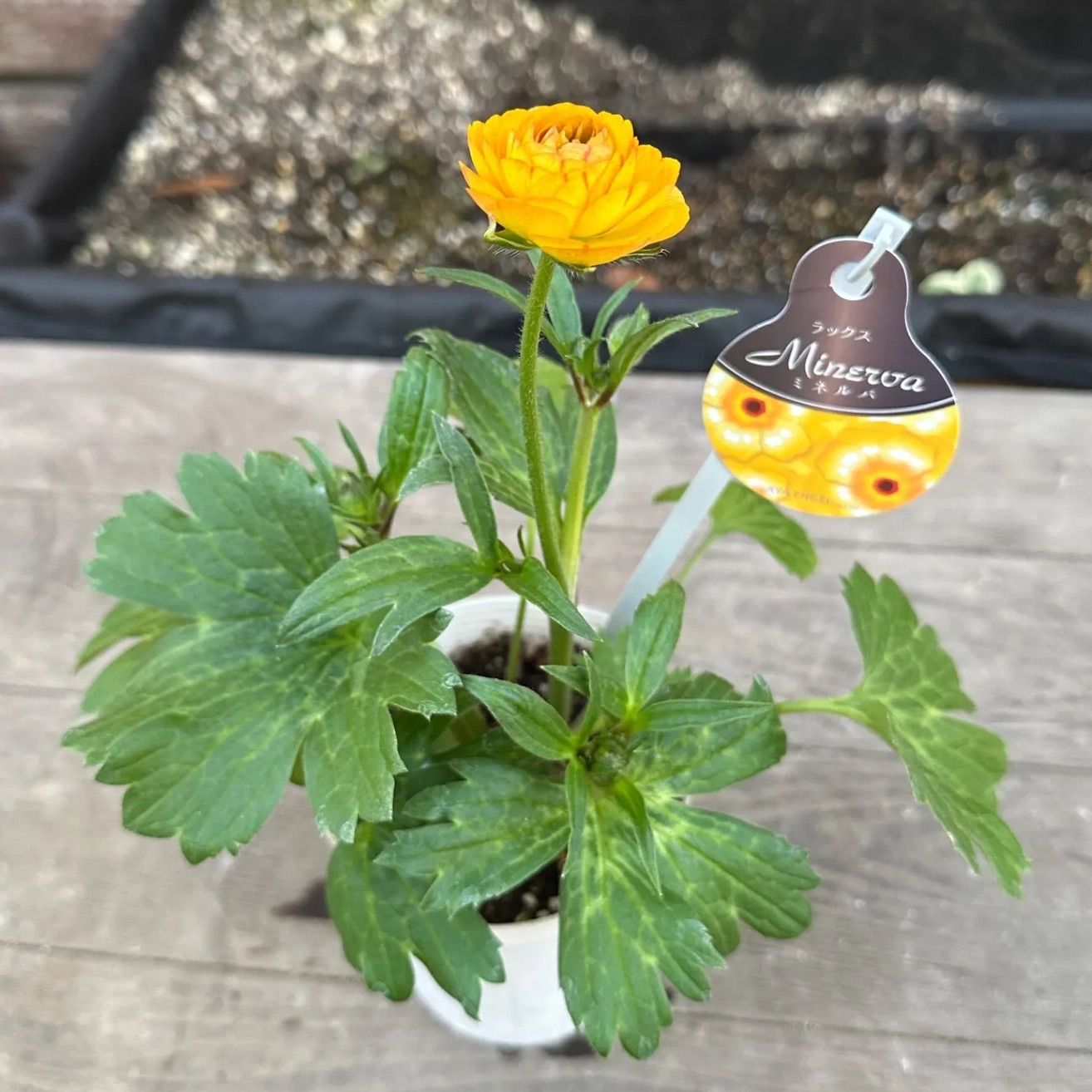 現品】① ラナンキュラス ラックス ミネルバ 3号ポット 花苗 - メルカリ