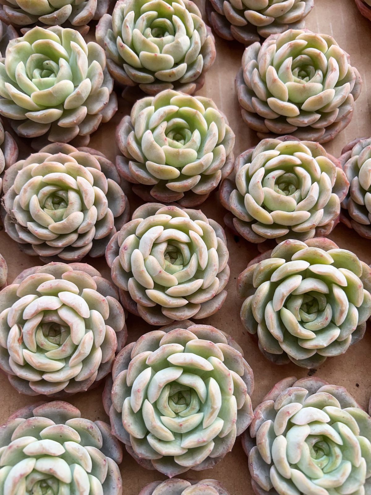 50株の抜き苗セット】イエローフラワー 多肉植物 佐川急便発送