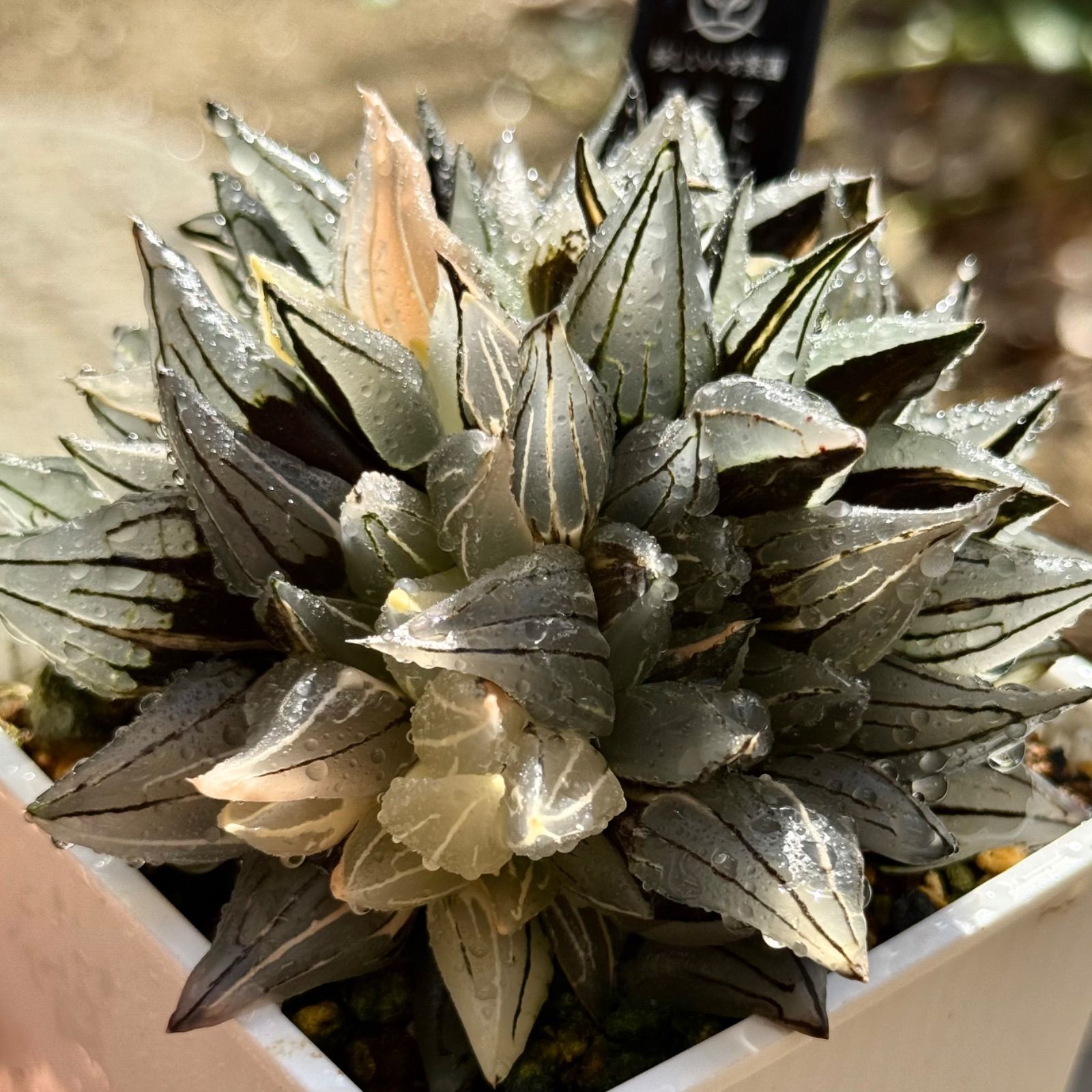 アトロフスカミュータント錦 群生親株 H1929 - メルカリ