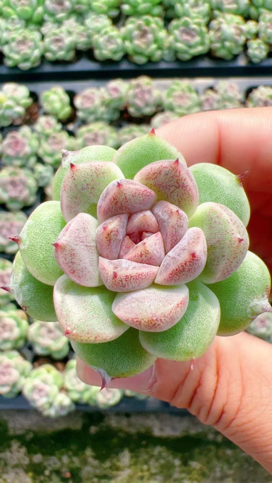 105株 D70-2 多肉植物 エケベリア ロシマ サボテン 観葉植物 花 105株 D70-2 多肉植物 エケベリア ロシマ サボテン 観葉植物 花