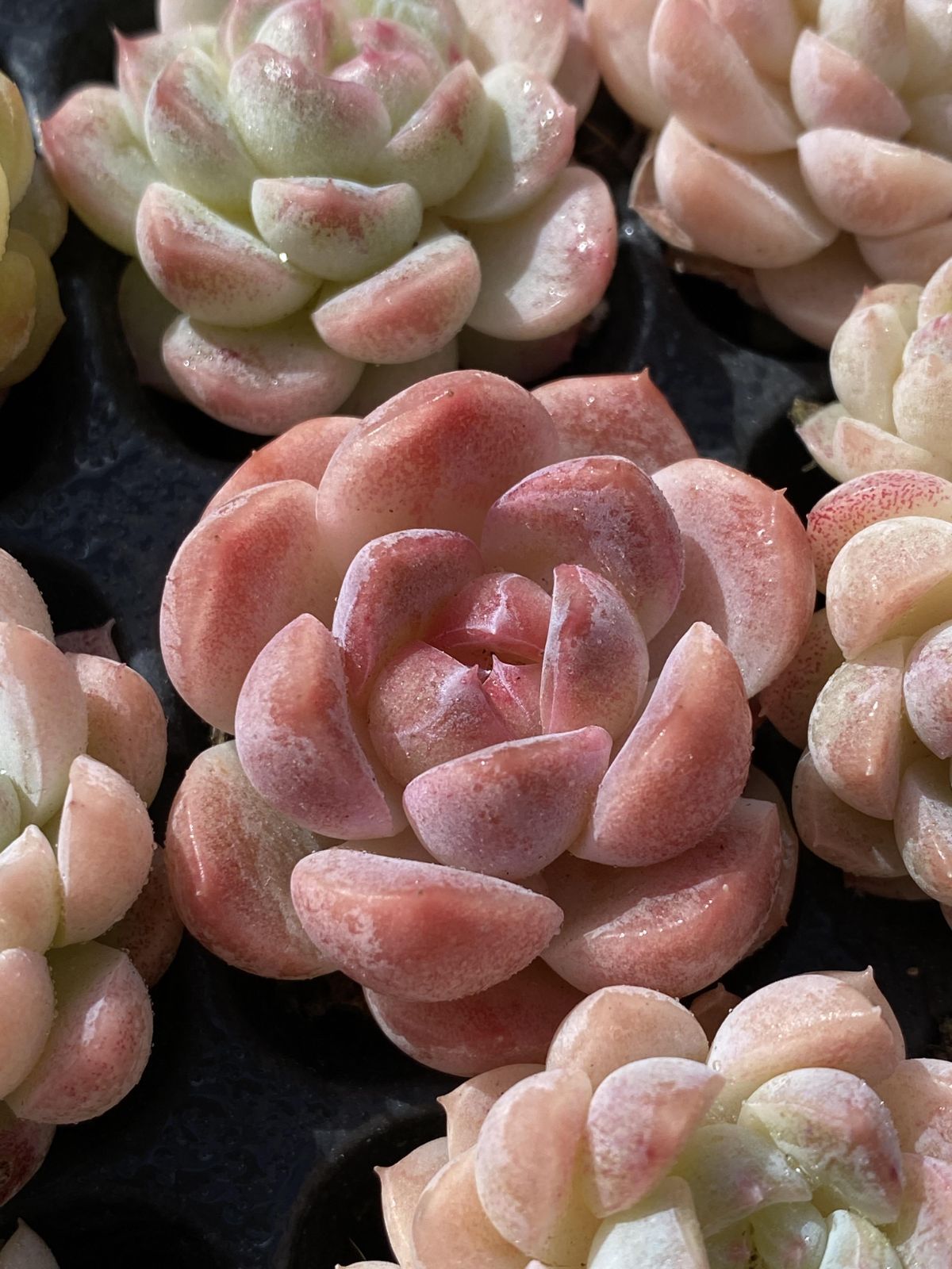 多肉植物 X16 ハクトウキサン 105苗 土根付き エケベリア セダム