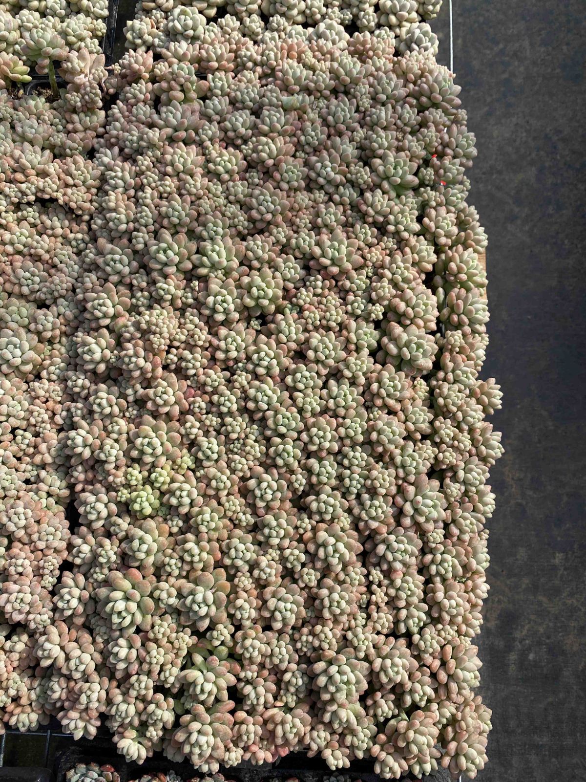 多肉植物 X38 キャビア 105苗 土根付き エケベリア セダム