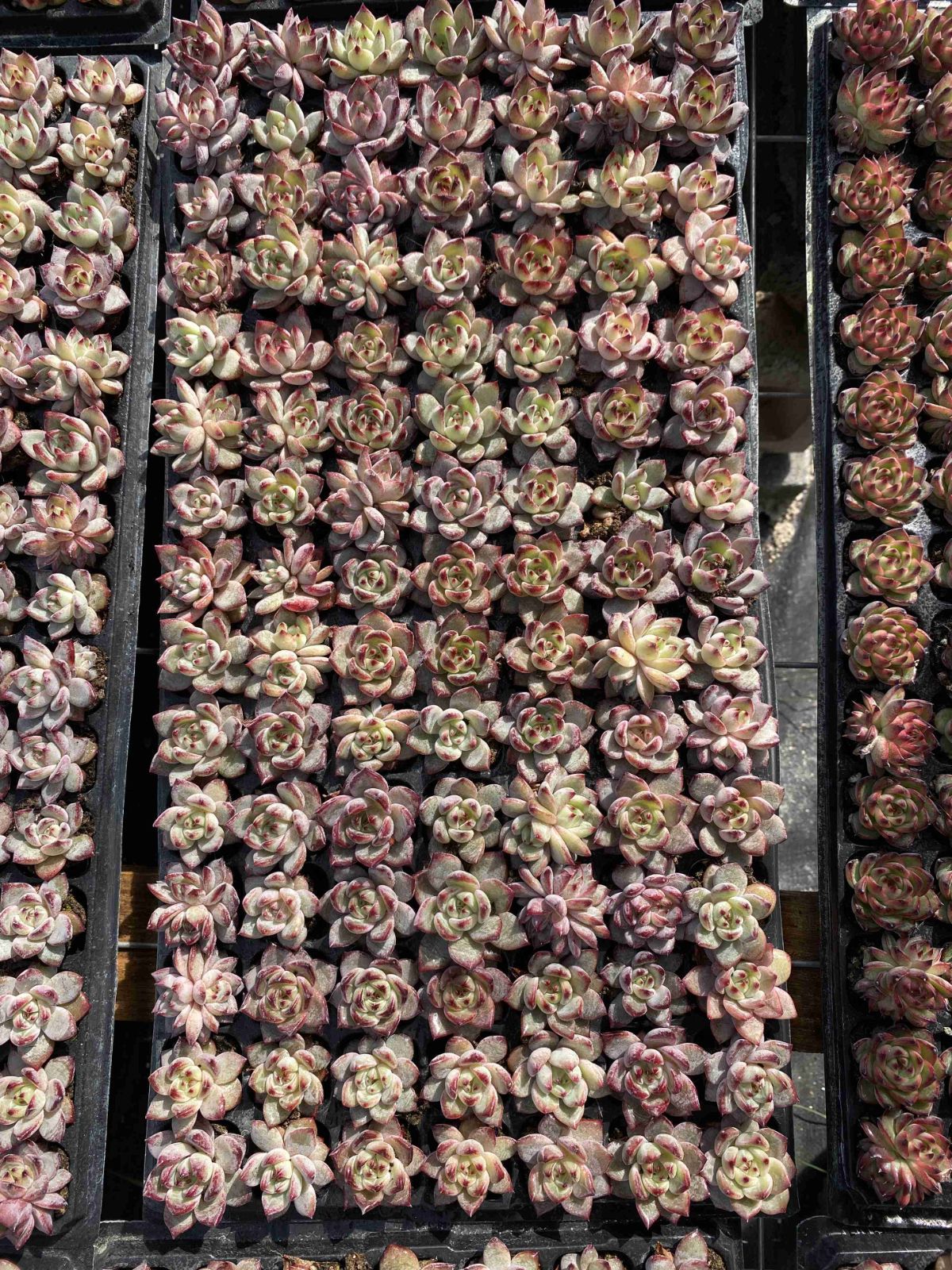 多肉植物 X49 ブラックサムライ 105苗 土根付き エケベリア セダム