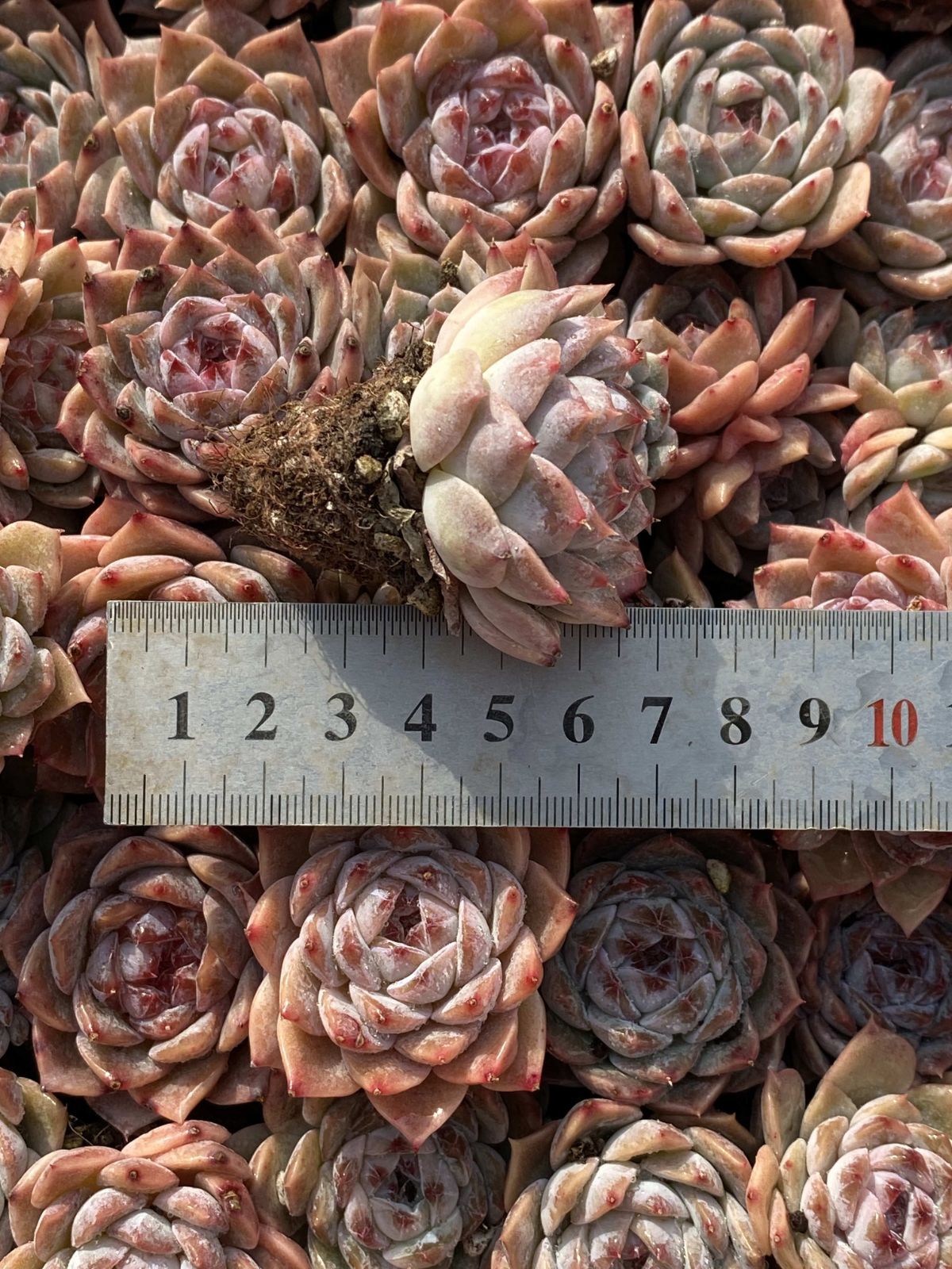 多肉植物 X35 アメトウソウ 105苗 土根付き エケベリア セダム