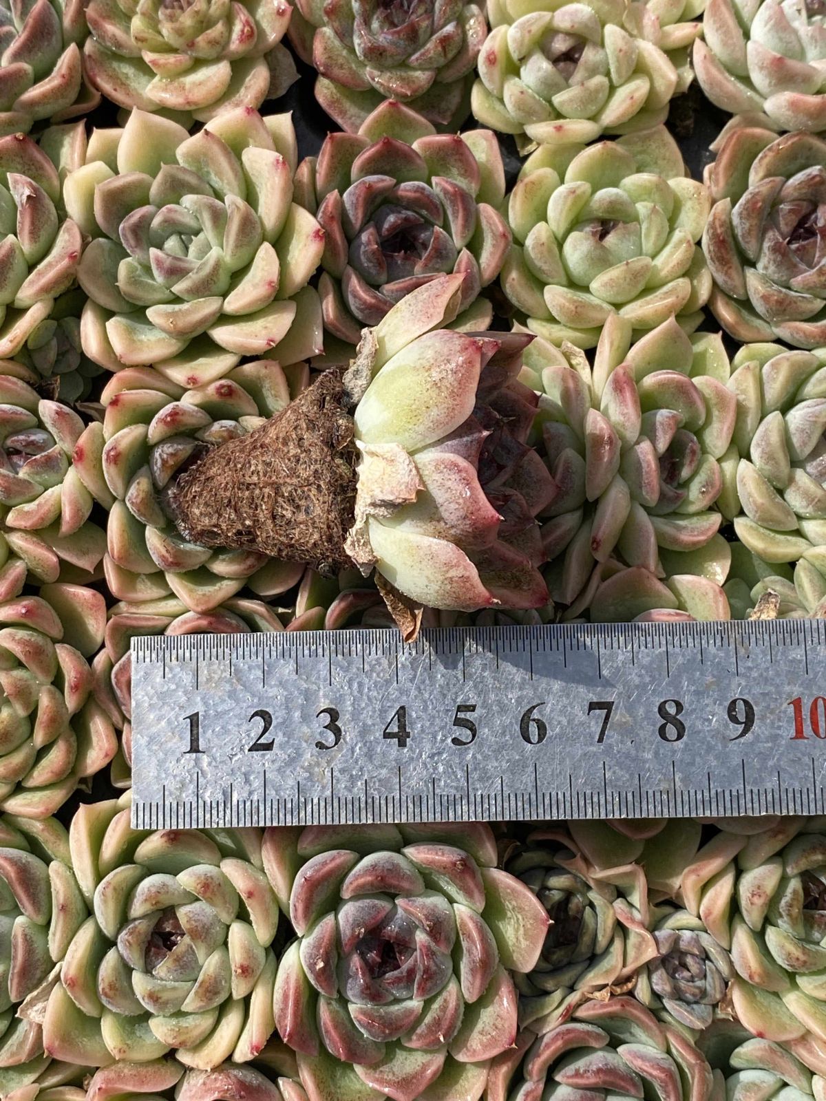 は*ん様 朱子玉 L456×105苗 土付き多肉植物 詰め合わせ エケベリア サ 多肉植物 X68 ホタルビ 105苗 土根付き エケベリア セダム