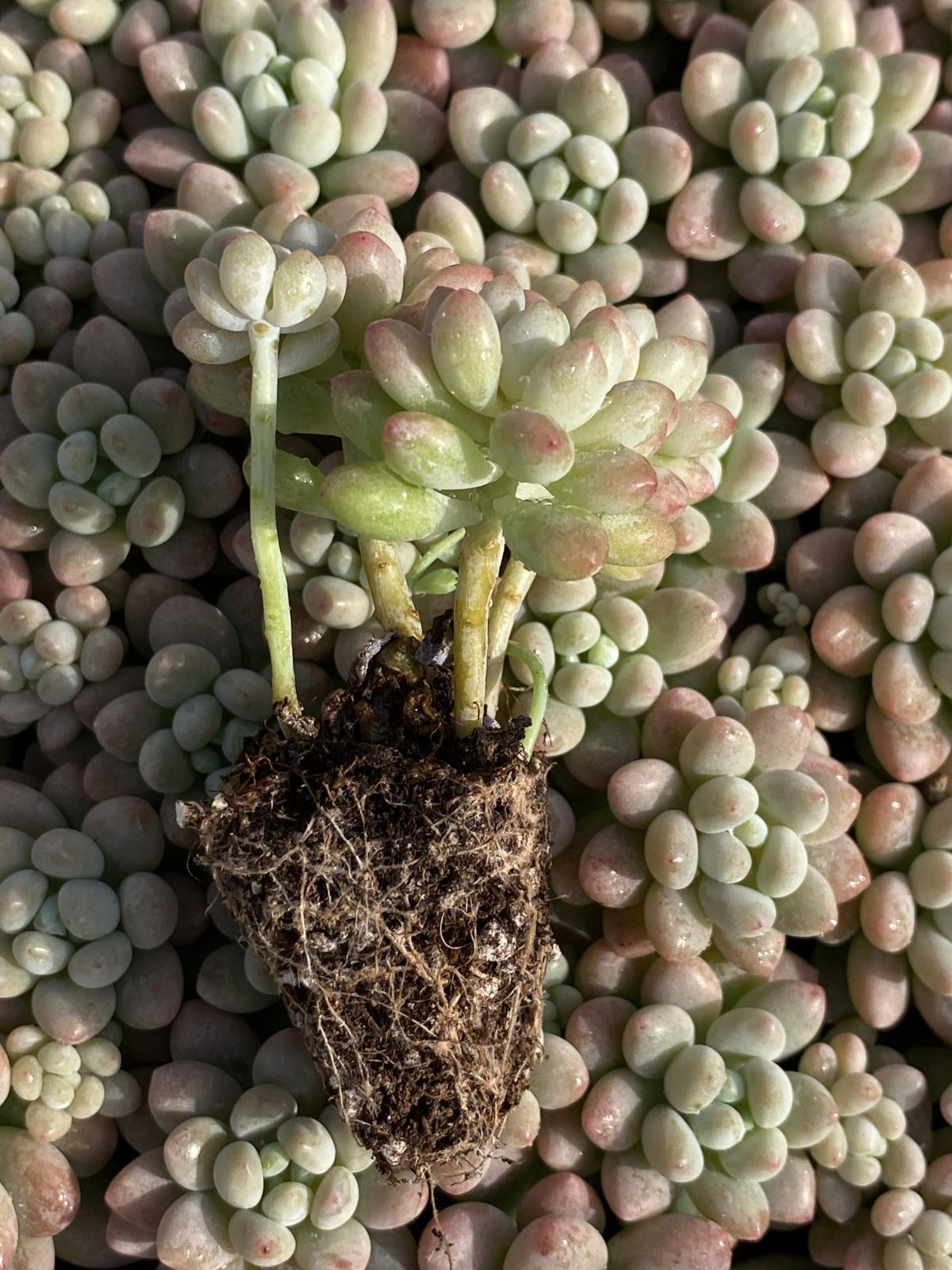 多肉植物 X38 キャビア 105苗 土根付き エケベリア セダム