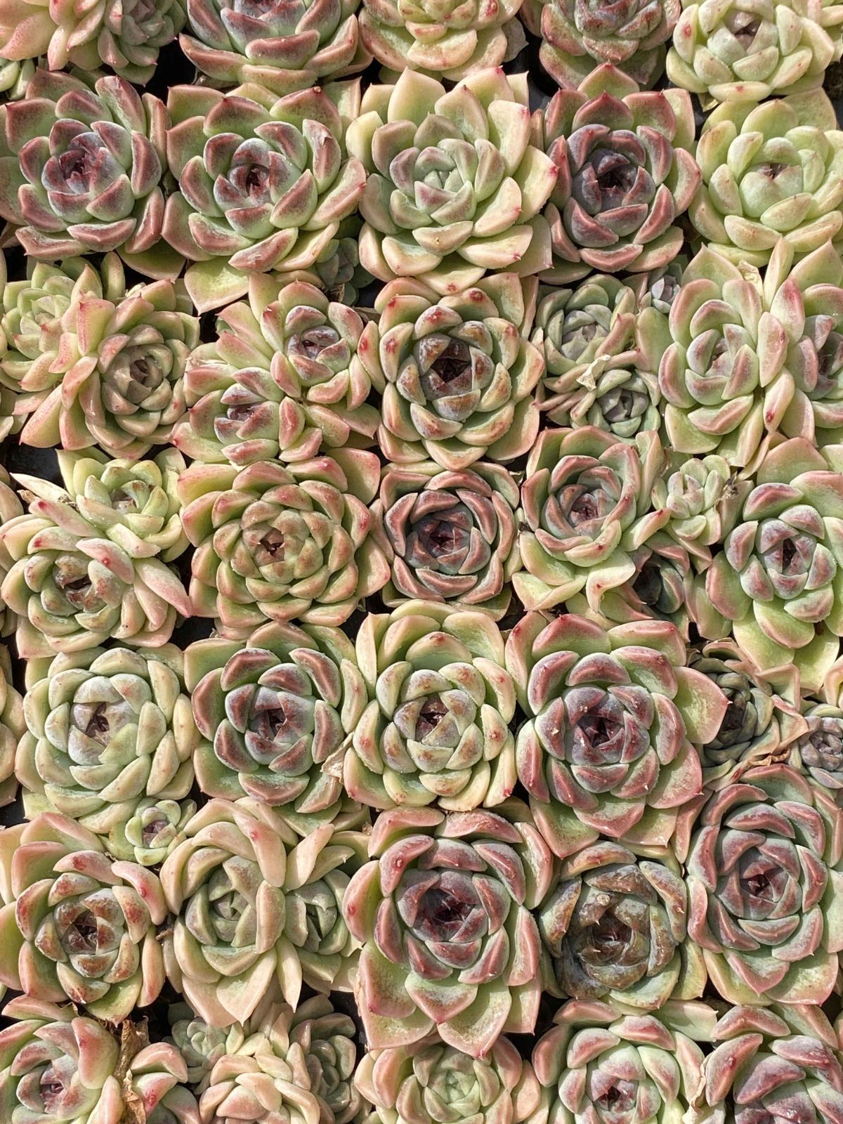 は*ん様 朱子玉 L456×105苗 土付き多肉植物 詰め合わせ エケベリア サ は*ん様 朱子玉 L456×105苗 土付き多肉植物 詰め合わせ エケベリア