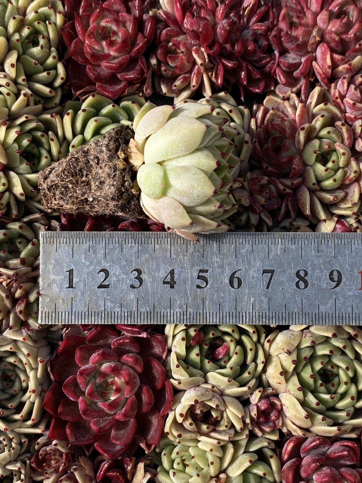 は*ん様 朱子玉 L456×105苗 土付き多肉植物 詰め合わせ エケベリア サ 多肉植物 X45 サラキザツ 105苗 土根付き エケベリア セダム