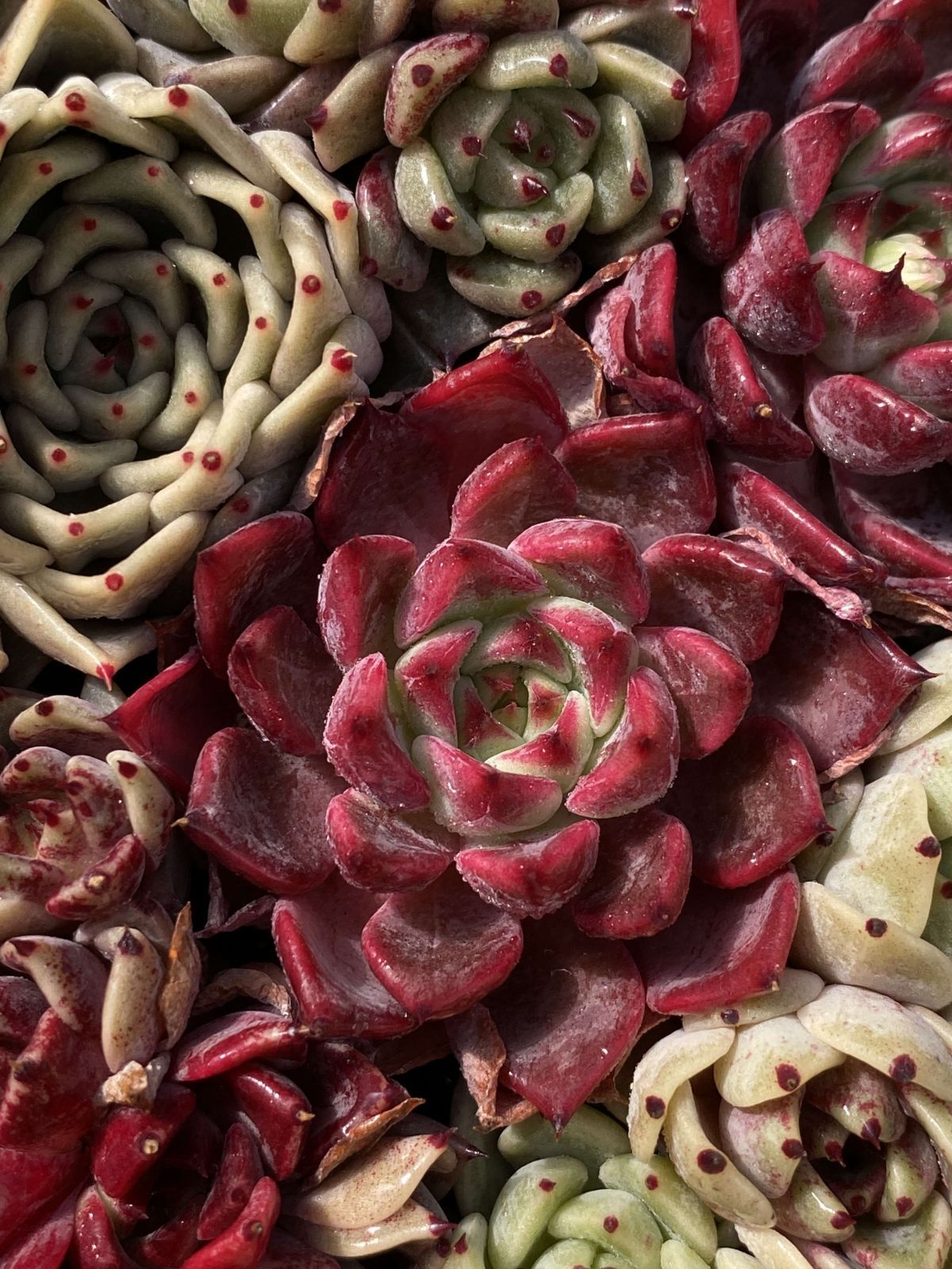 多肉植物 X45 サラキザツ 105苗 土根付き エケベリア セダム