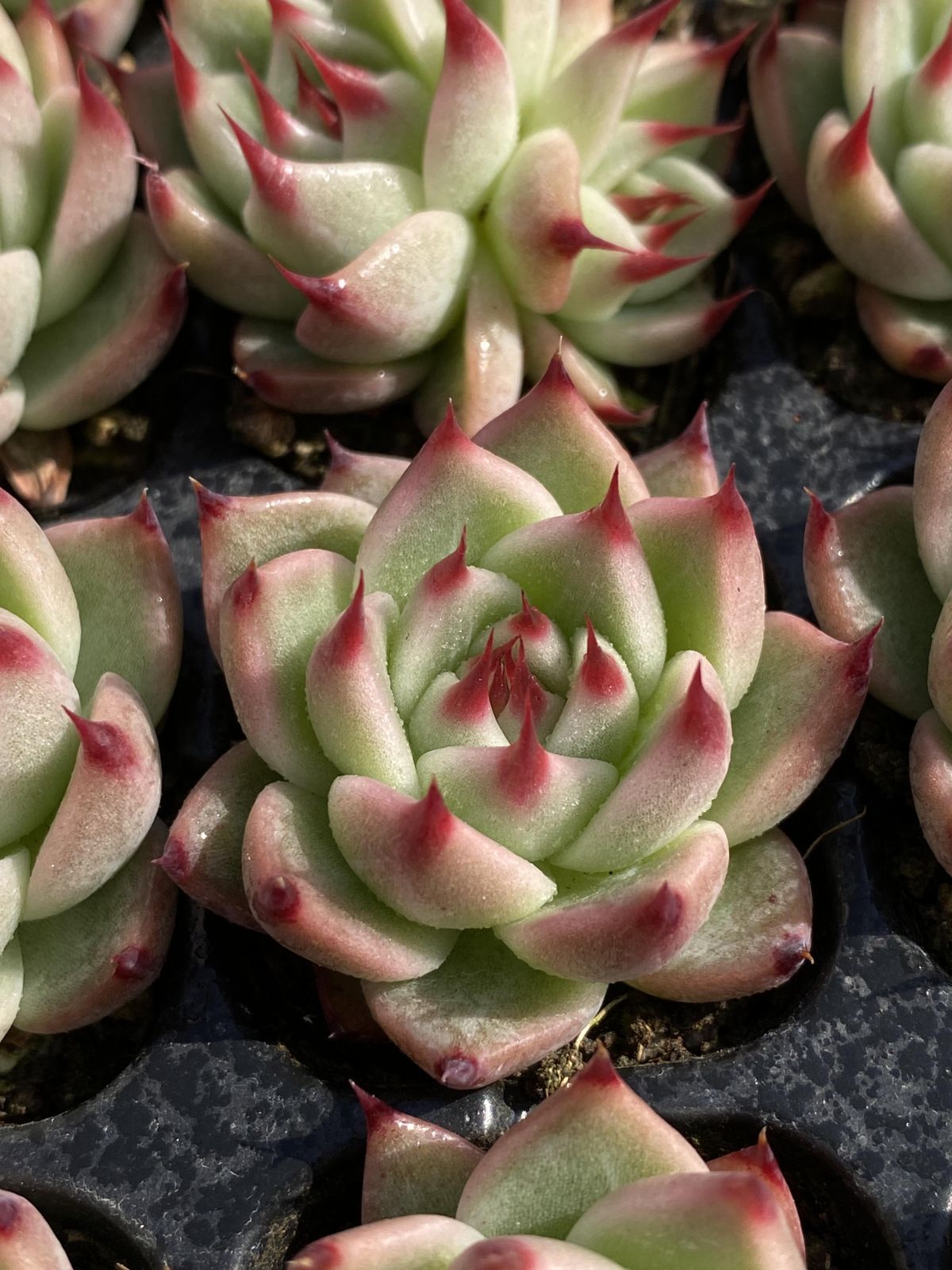 多肉植物 X50 トスカネッリ 105苗 土根付き エケベリア セダム