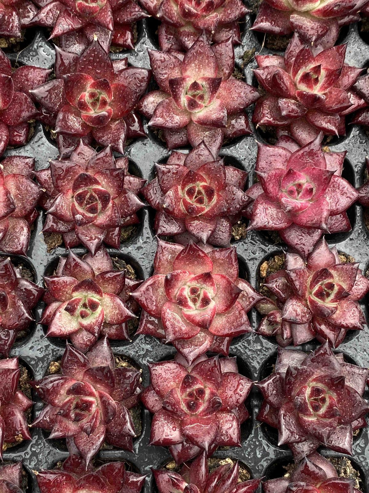 多肉植物 X23 ロビン 105苗 土根付き エケベリア セダム アエオニウム