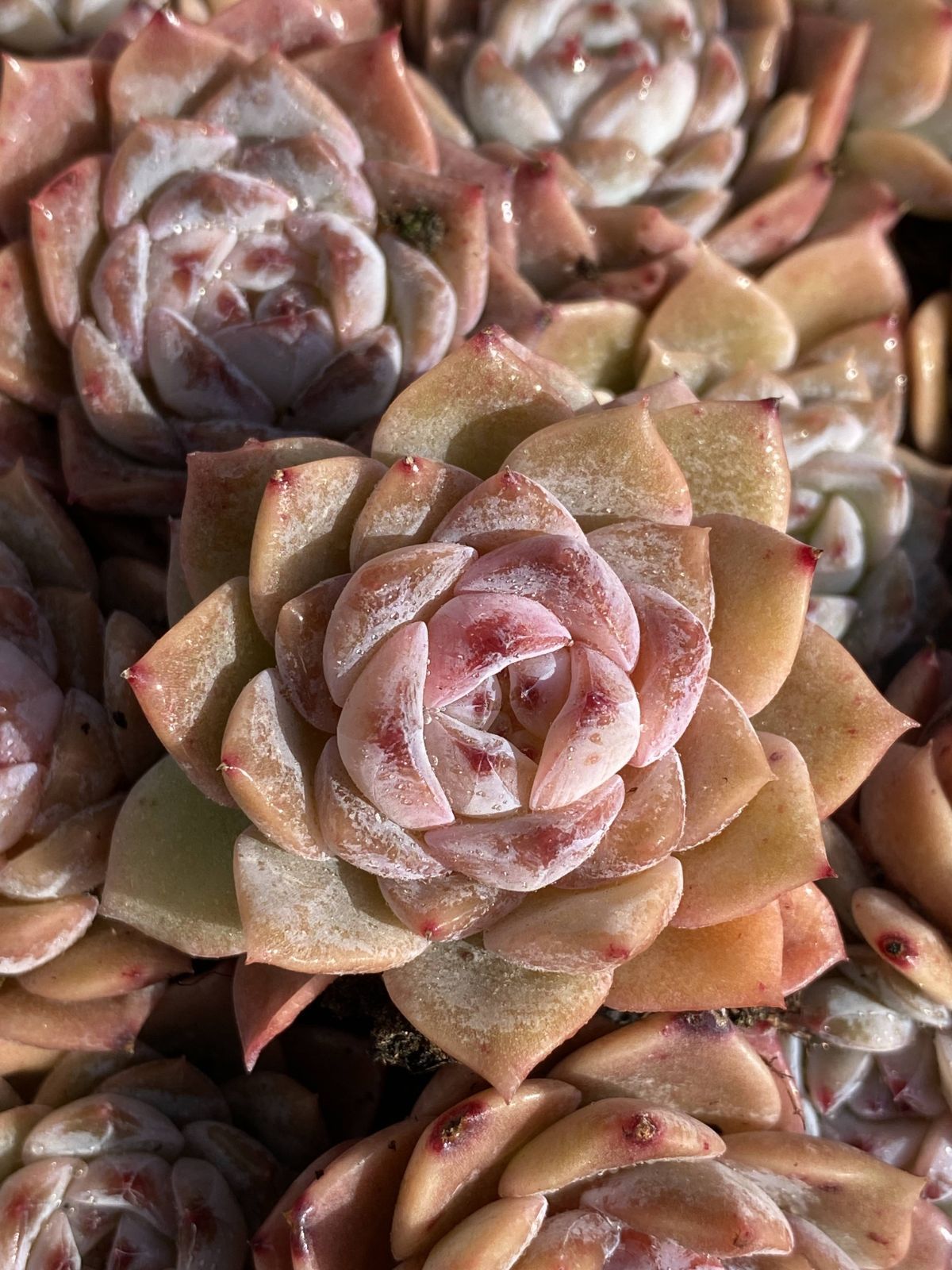 多肉植物　韓国苗　アメトルム　発根済み Amazon.co.jp: A！！多肉植物 アメトルム 韓国苗 美苗 農園直売 観葉