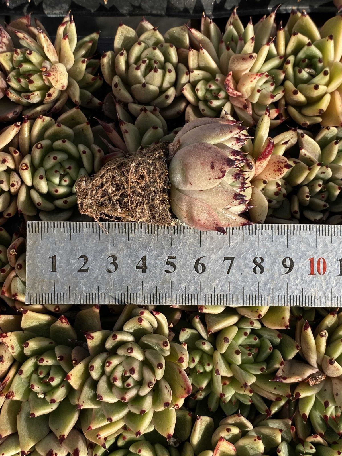 多肉植物　特注ランダムパック　専用 多肉植物 X42 ハロウィーン 105苗 土根付き エケベリア セダム