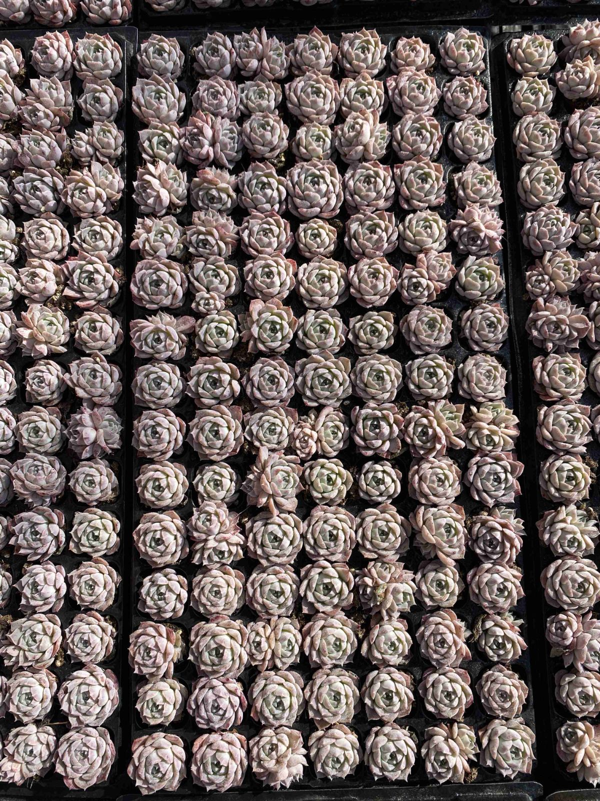 多肉植物 X84 ポセイドン 105苗 土根付き エケベリア セダム